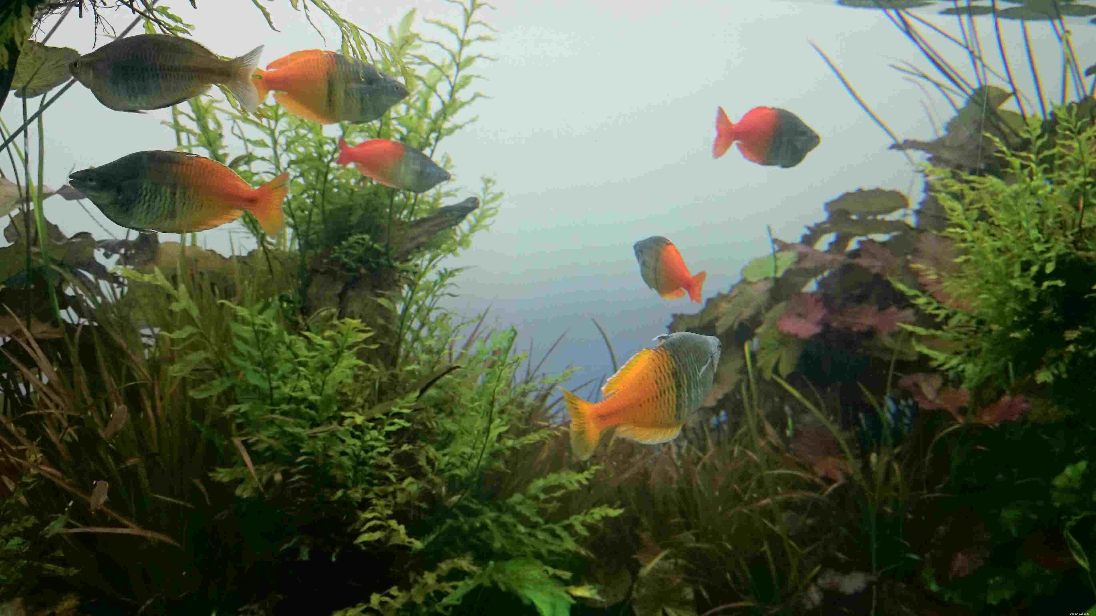 Ultimate Reference: Common Names of Aquarium Fish Species