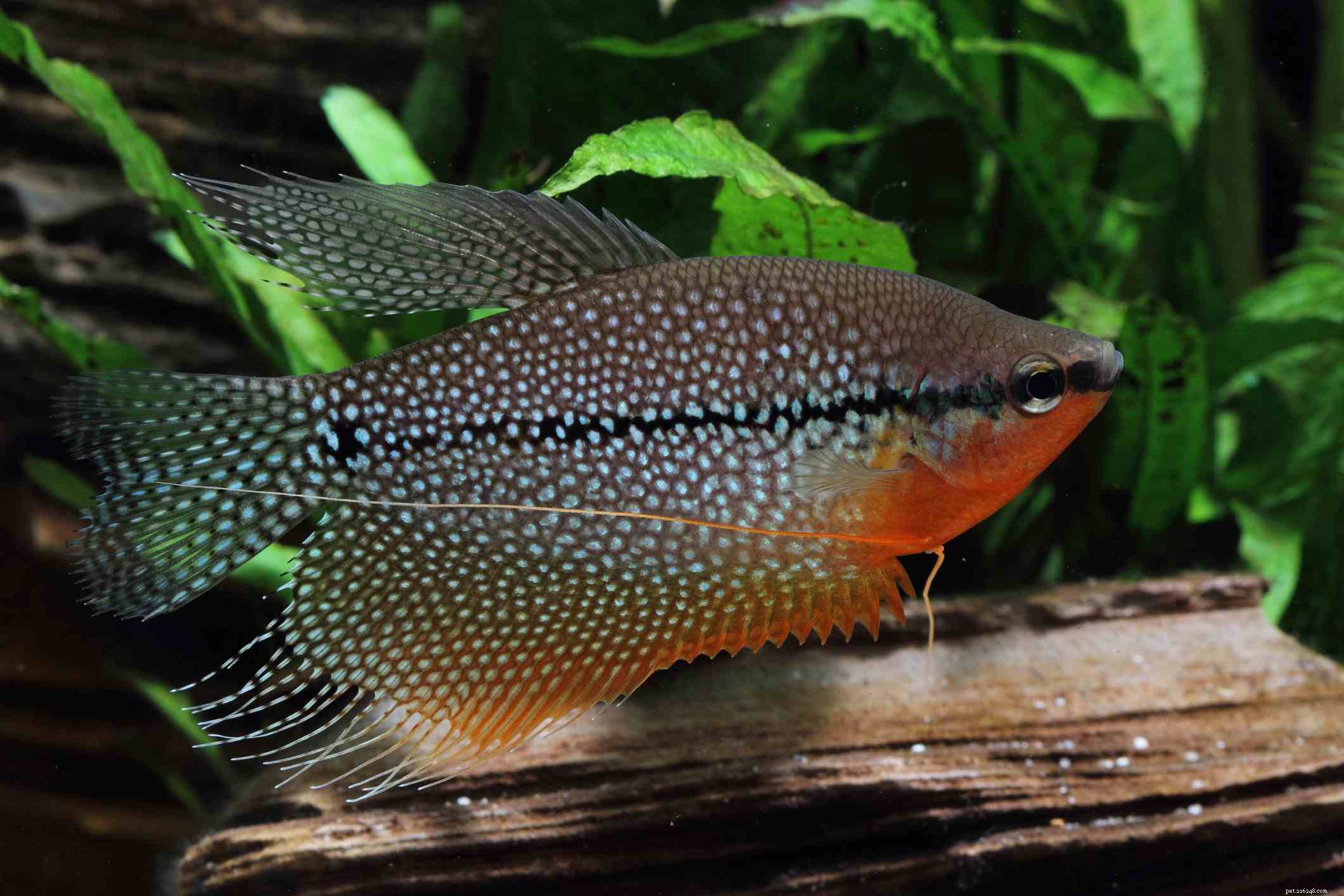 Ultimate Reference: Common Names of Aquarium Fish Species