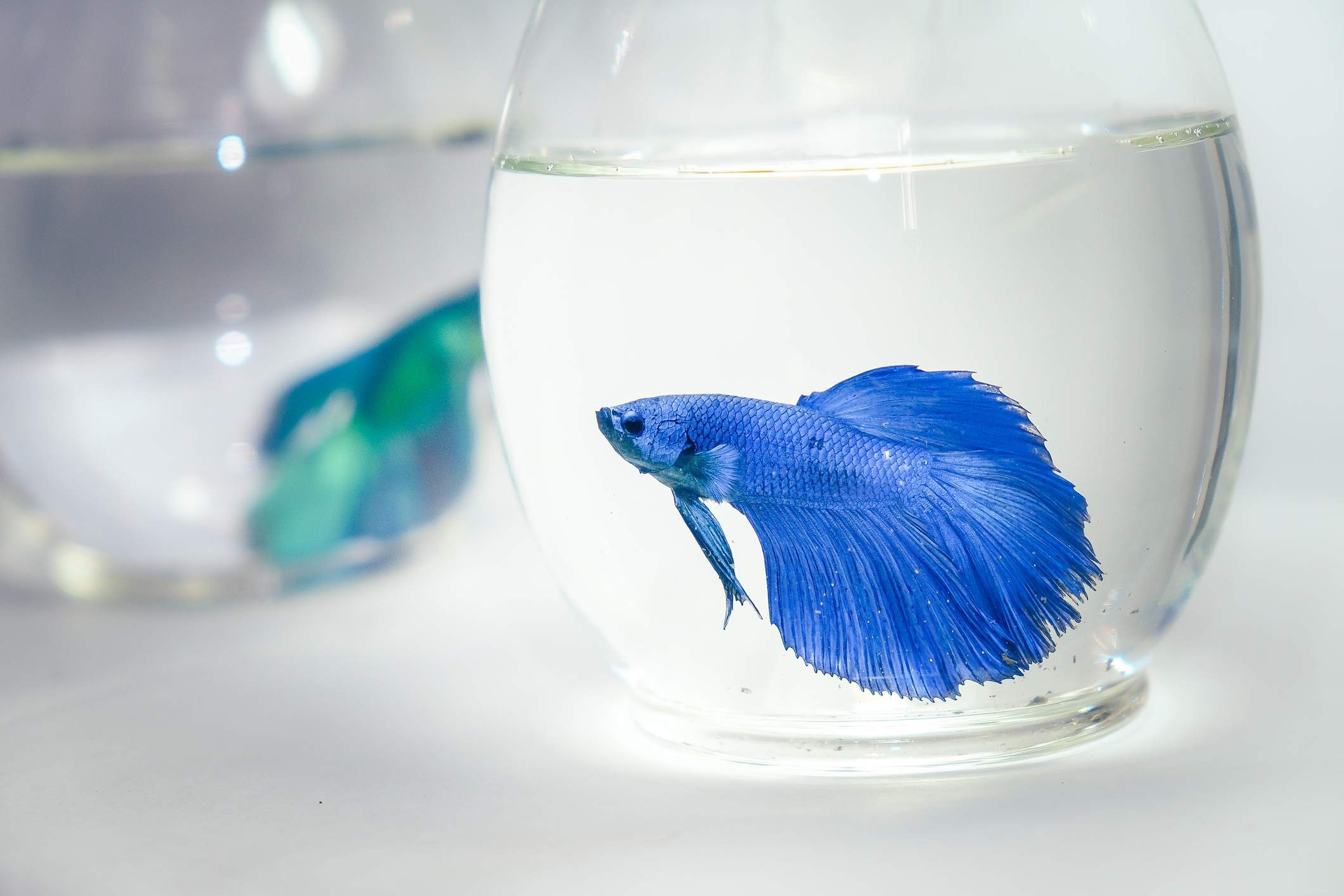 Ultimate Reference: Common Names of Aquarium Fish Species