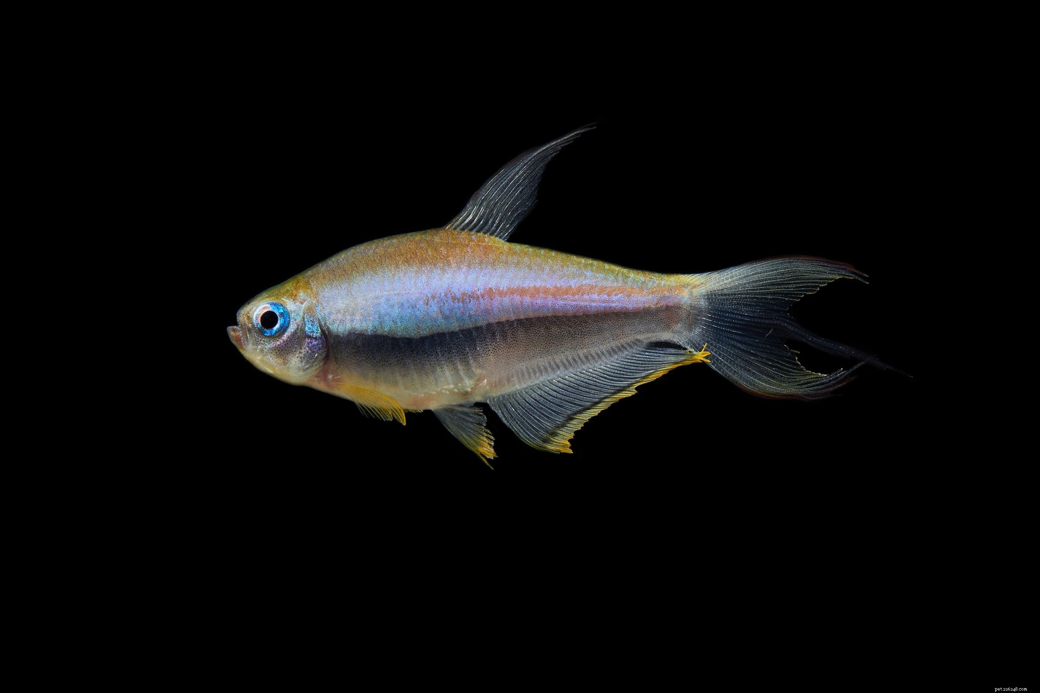 Ultimate Reference: Common Names of Aquarium Fish Species