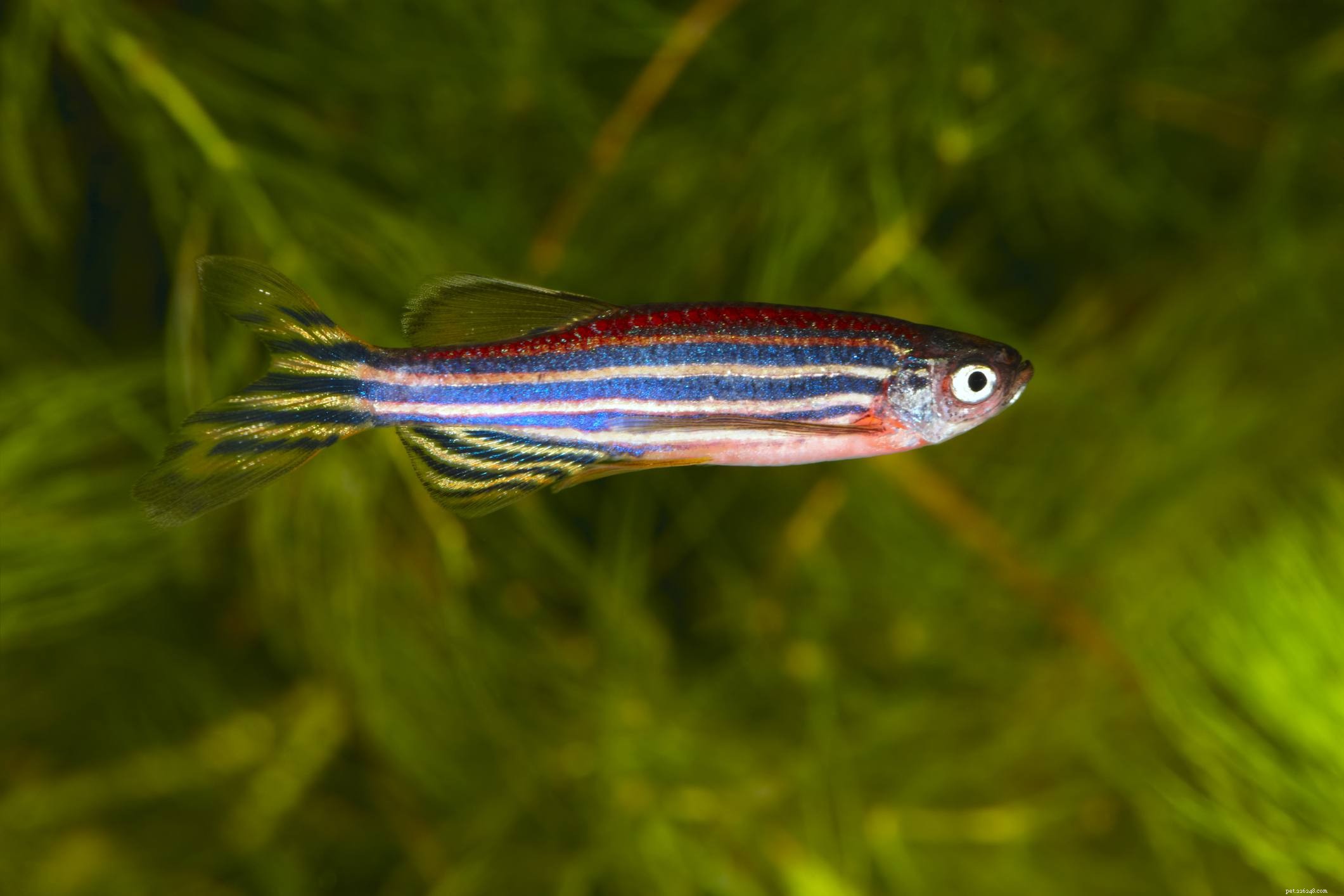 Ultimate Reference: Common Names of Aquarium Fish Species