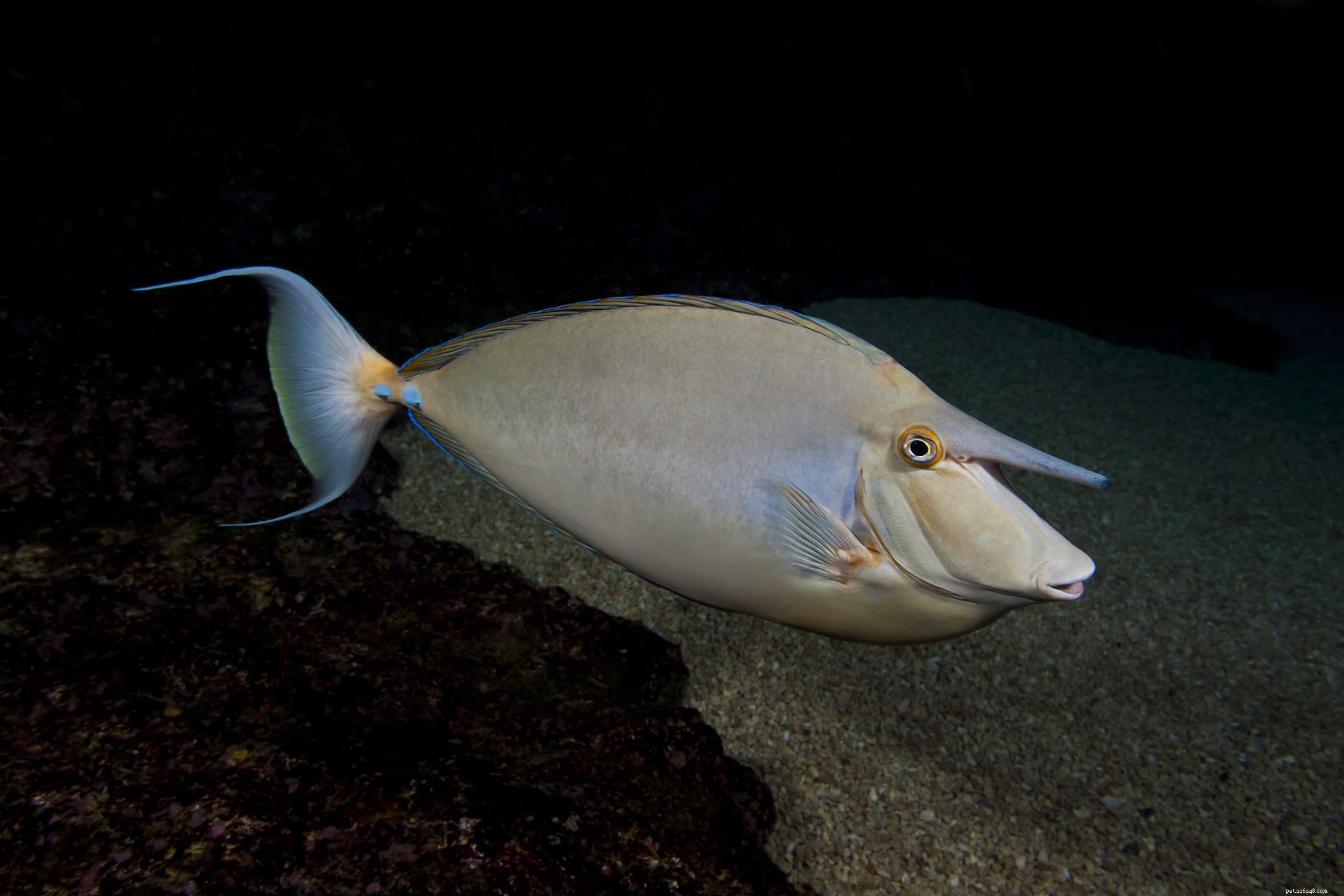 Ultimate Reference: Common Names of Aquarium Fish Species