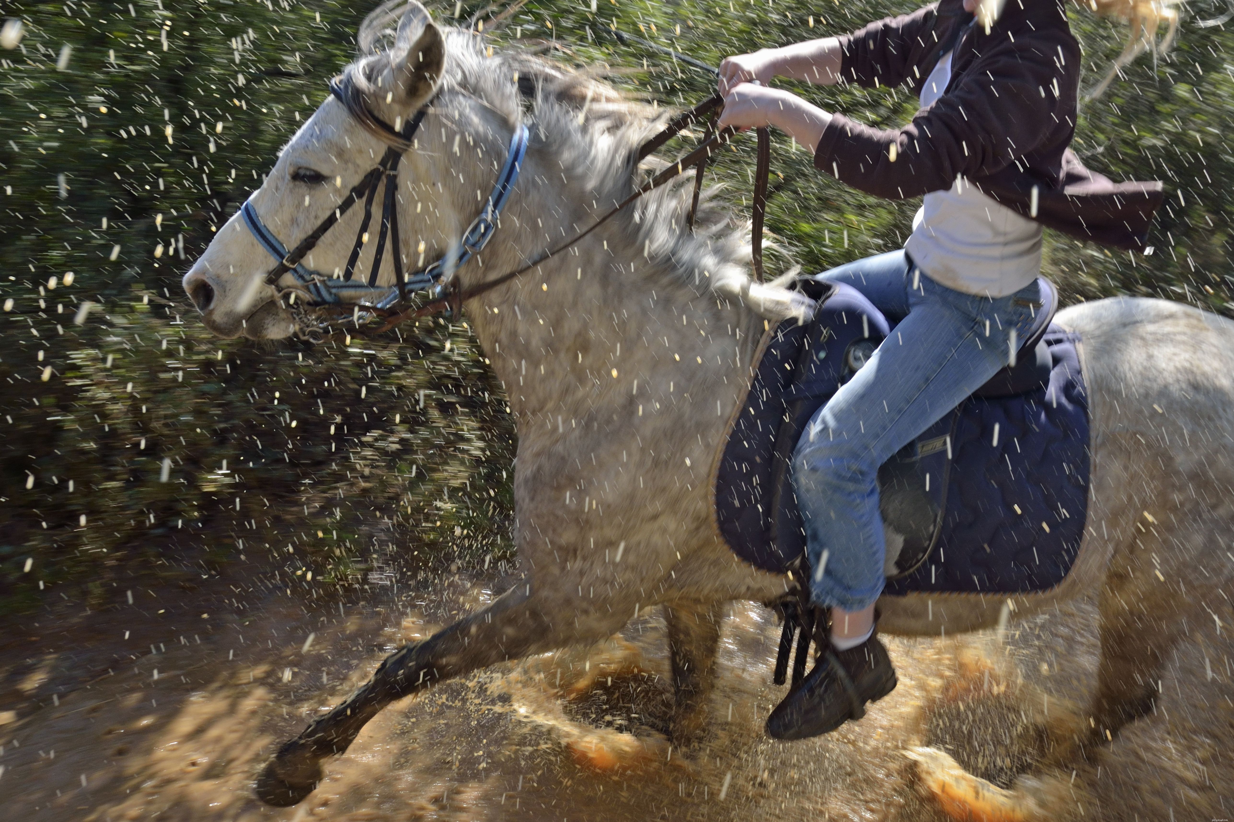 Understanding and Treating Grease Heel (Mud Fever) in Horses: Signs, Causes, and Prevention