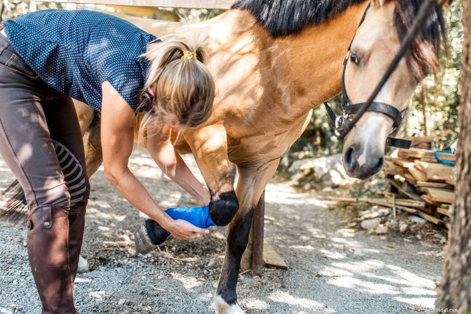Understanding and Treating Grease Heel (Mud Fever) in Horses: Signs, Causes, and Prevention