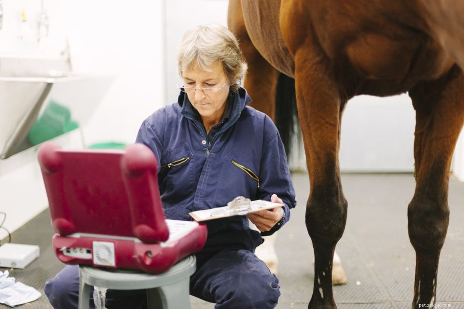 Equine Tetanus: Symptoms, Prevention, and Vaccination Guidelines
