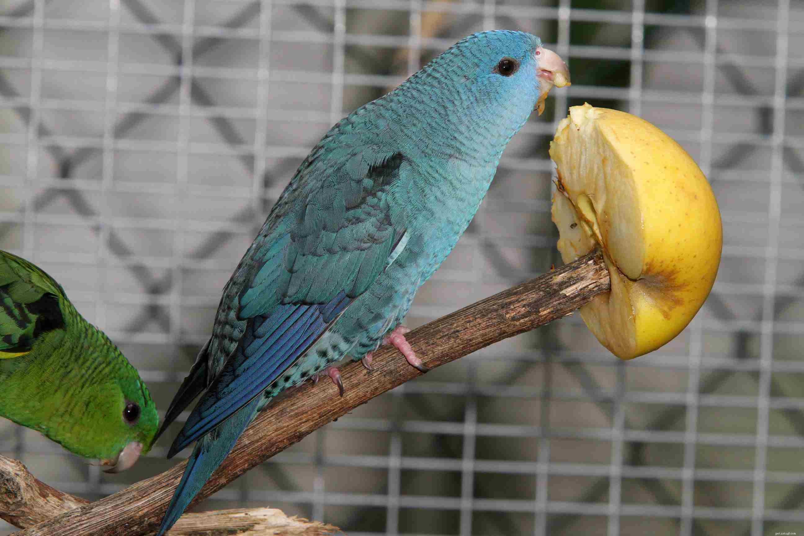 Exploring Color Mutations in Parrots and Birds: Genetics & Breeding Insights