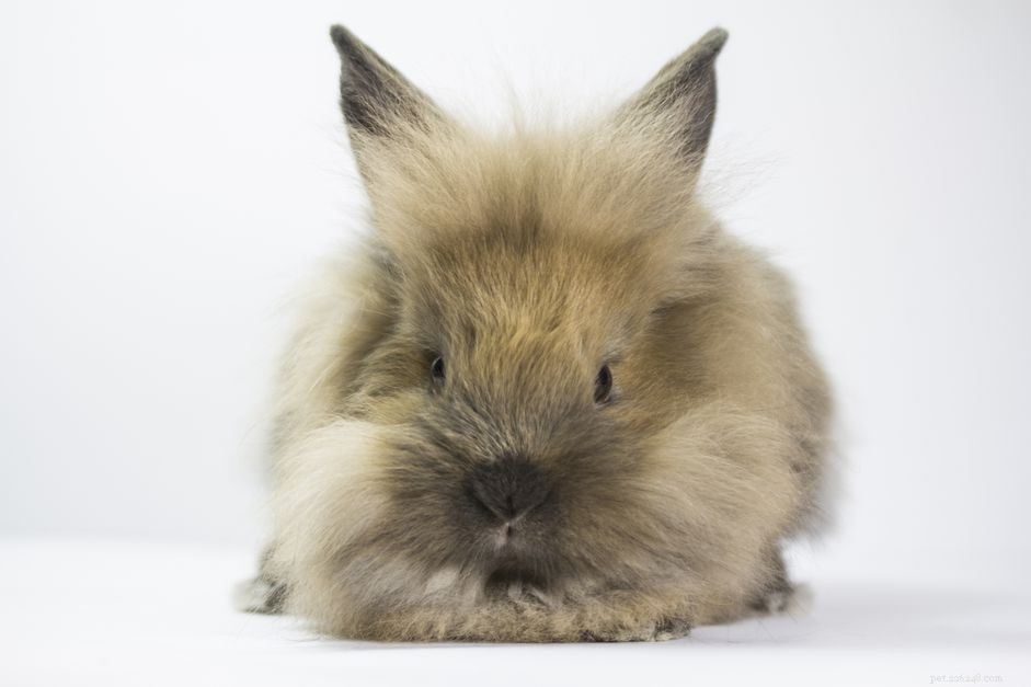 Managing Rabbit Obesity: Expert Tips for a Healthy, Active Pet