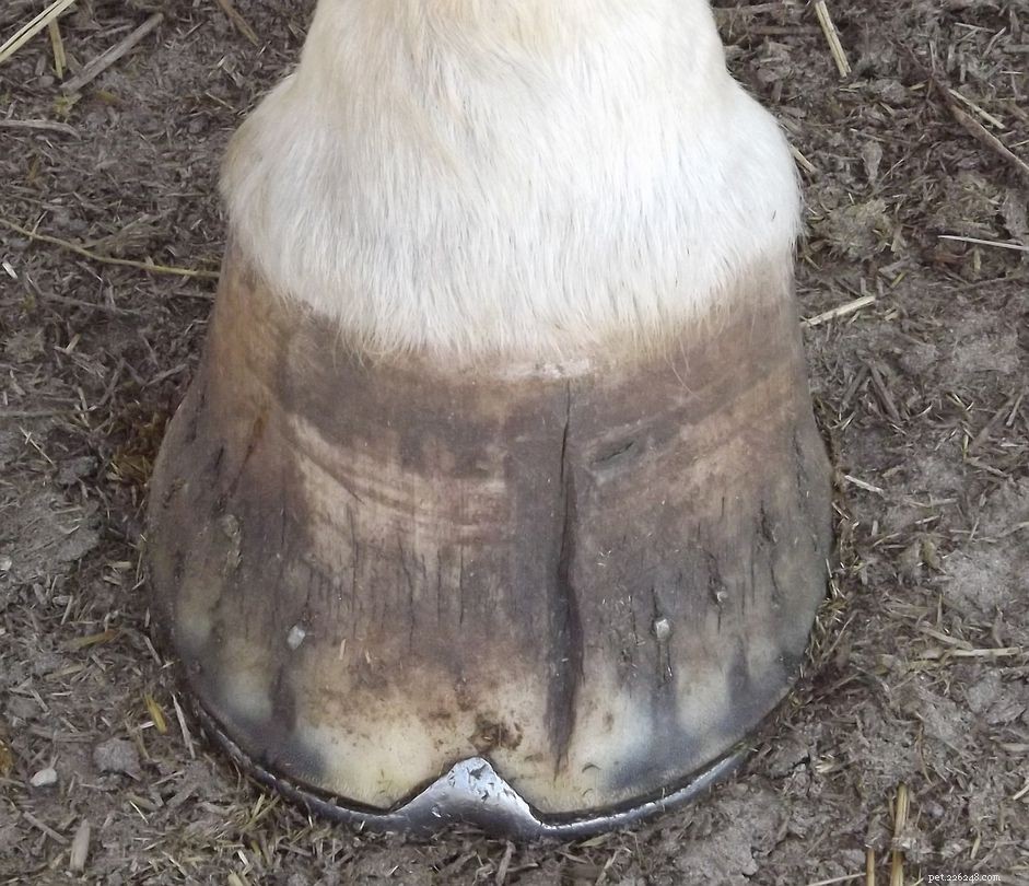 Expert Guide to Treating Hoof Cracks and Chips in Horses