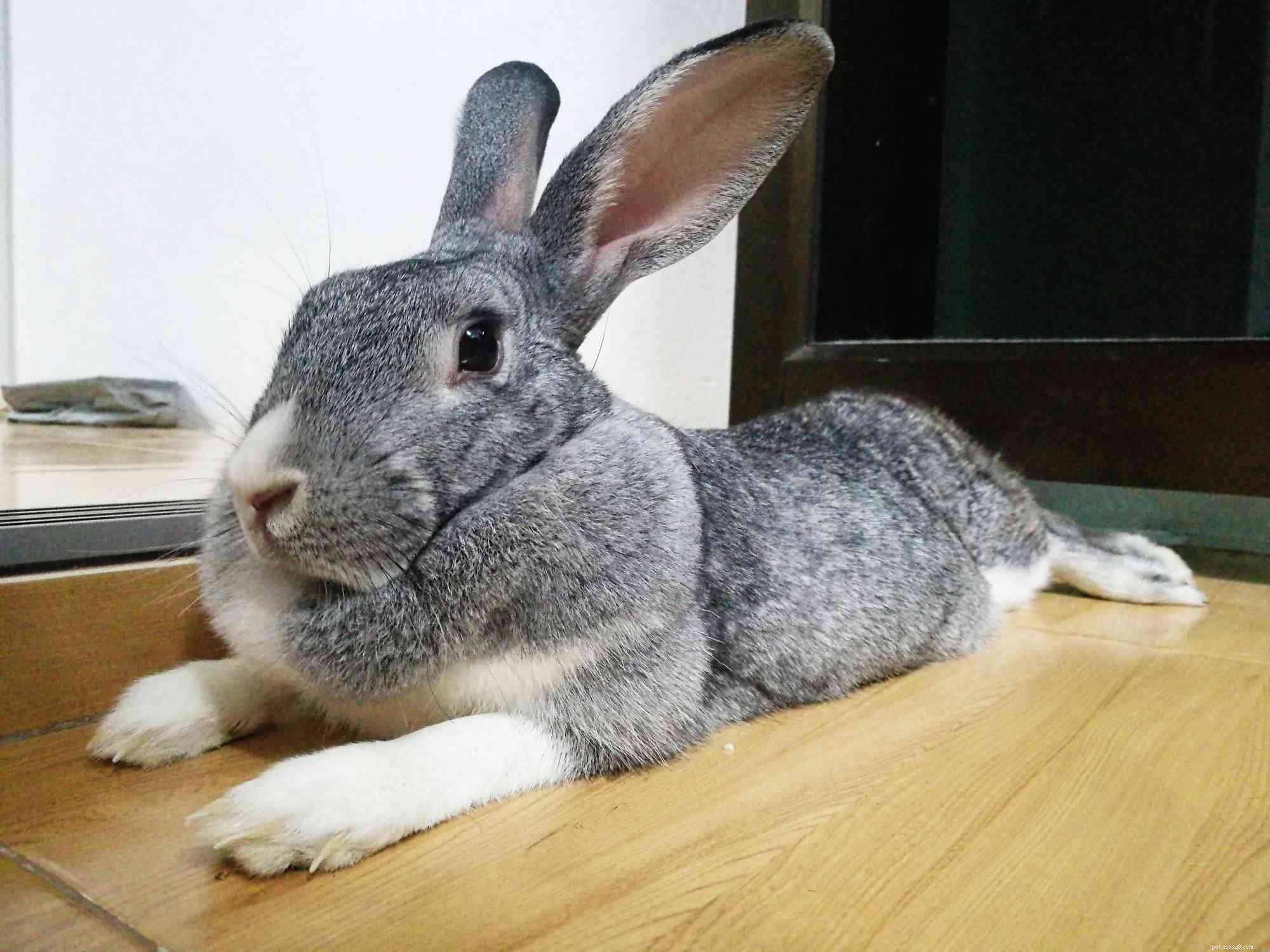 Managing Rabbit Obesity: Expert Tips for a Healthy, Active Pet