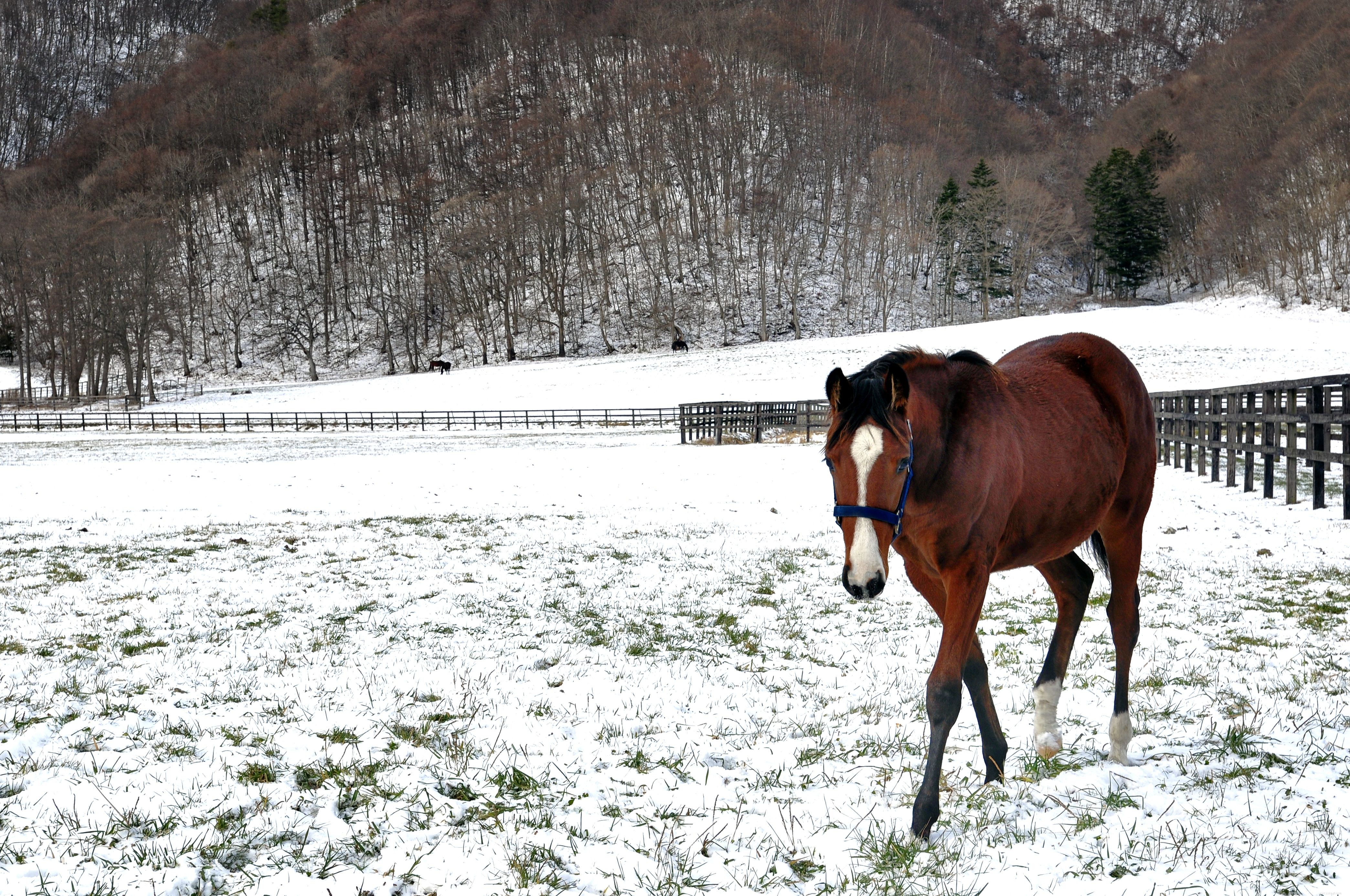 Expert Guide to Treating Hoof Cracks and Chips in Horses