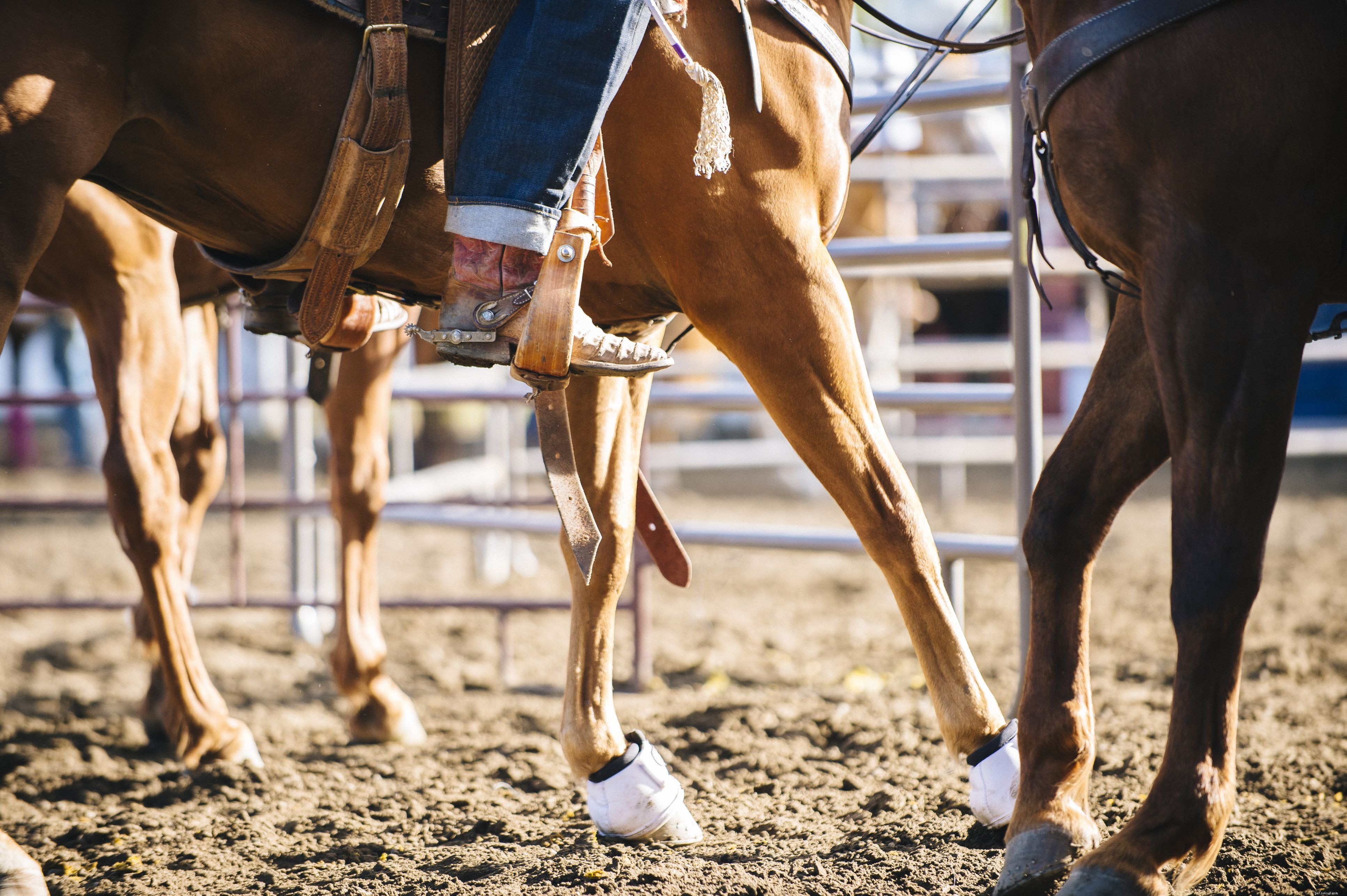 Expert Guide to Treating Hoof Cracks and Chips in Horses