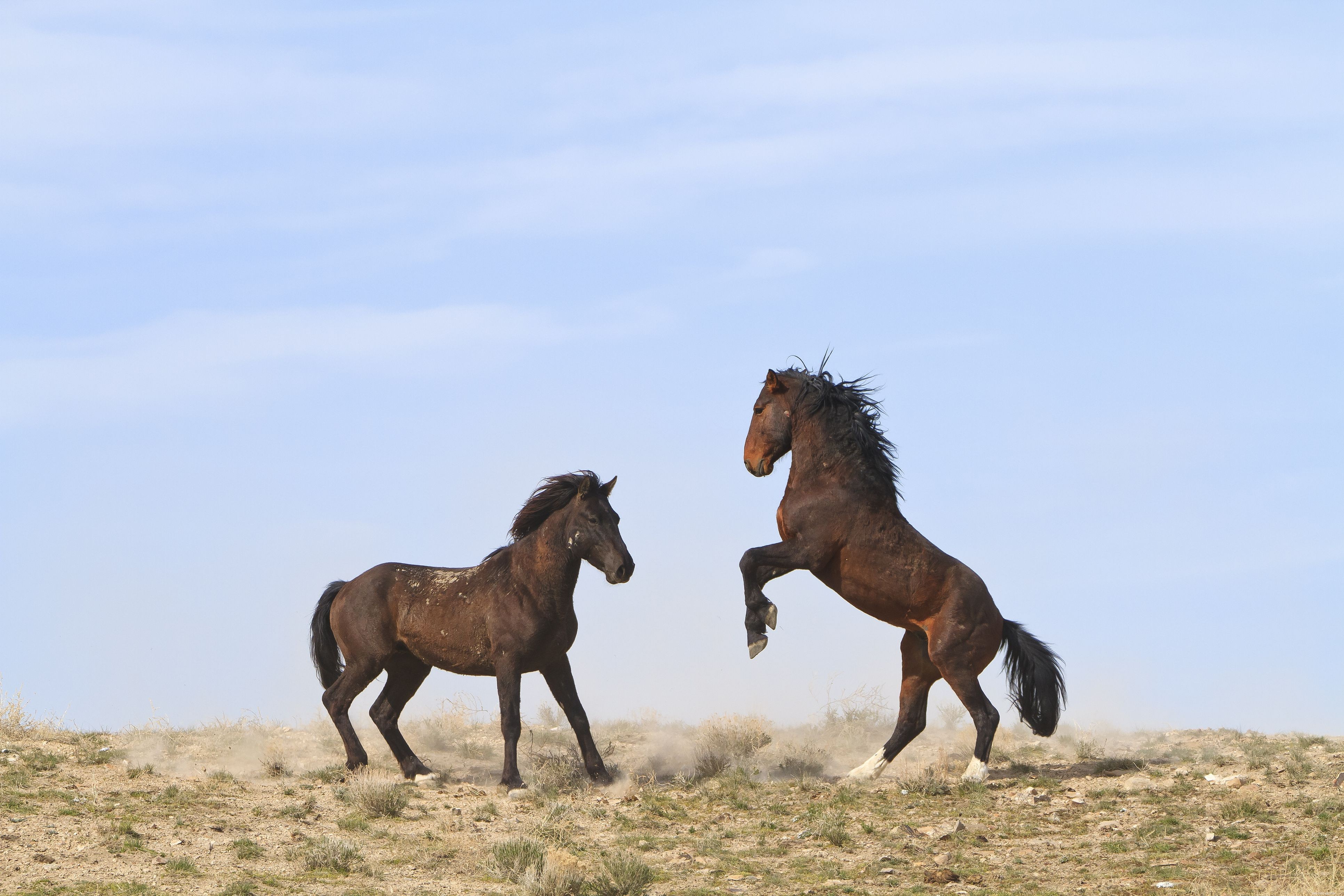 Understanding Rigs, Ridglings, and Cryptorchidism in Horses
