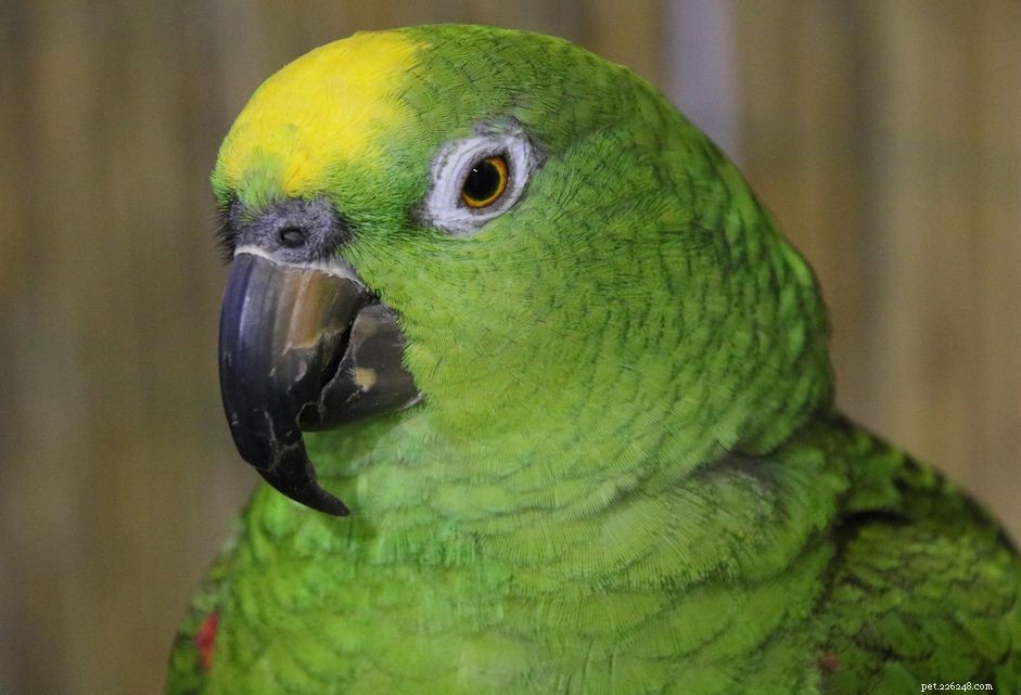 Why Pet Birds Develop Flaky Beaks: Causes, Symptoms, and Care Tips