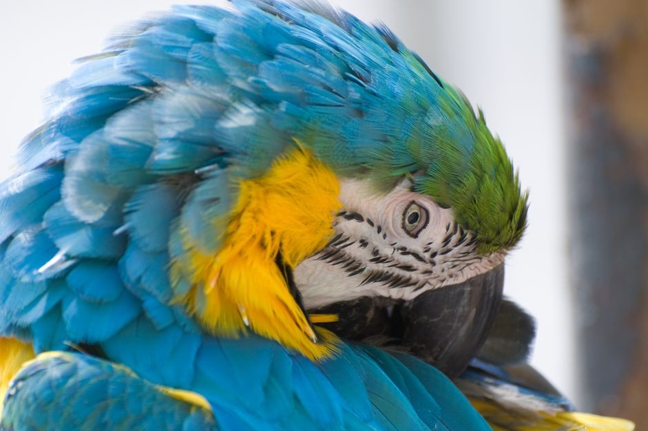 Understanding Feather Plucking: Causes, Consequences, and Care for Birds