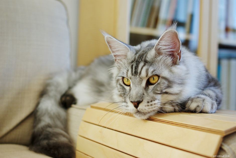 Understanding and Managing Pancreatitis in Cats: Causes, Symptoms, and Care