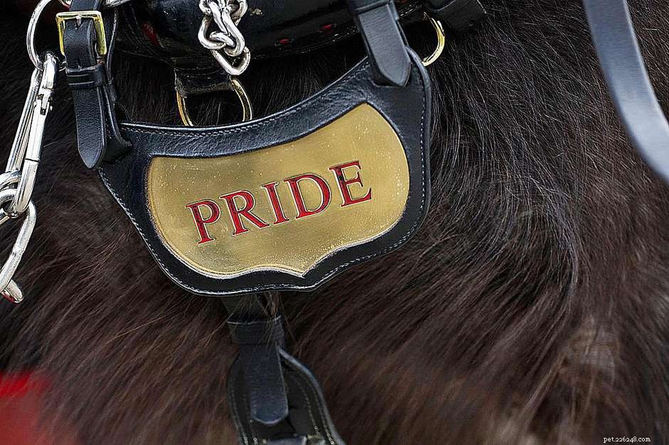 10 Creative & Practical Horse Name Generators to Find the Perfect Equine Name
