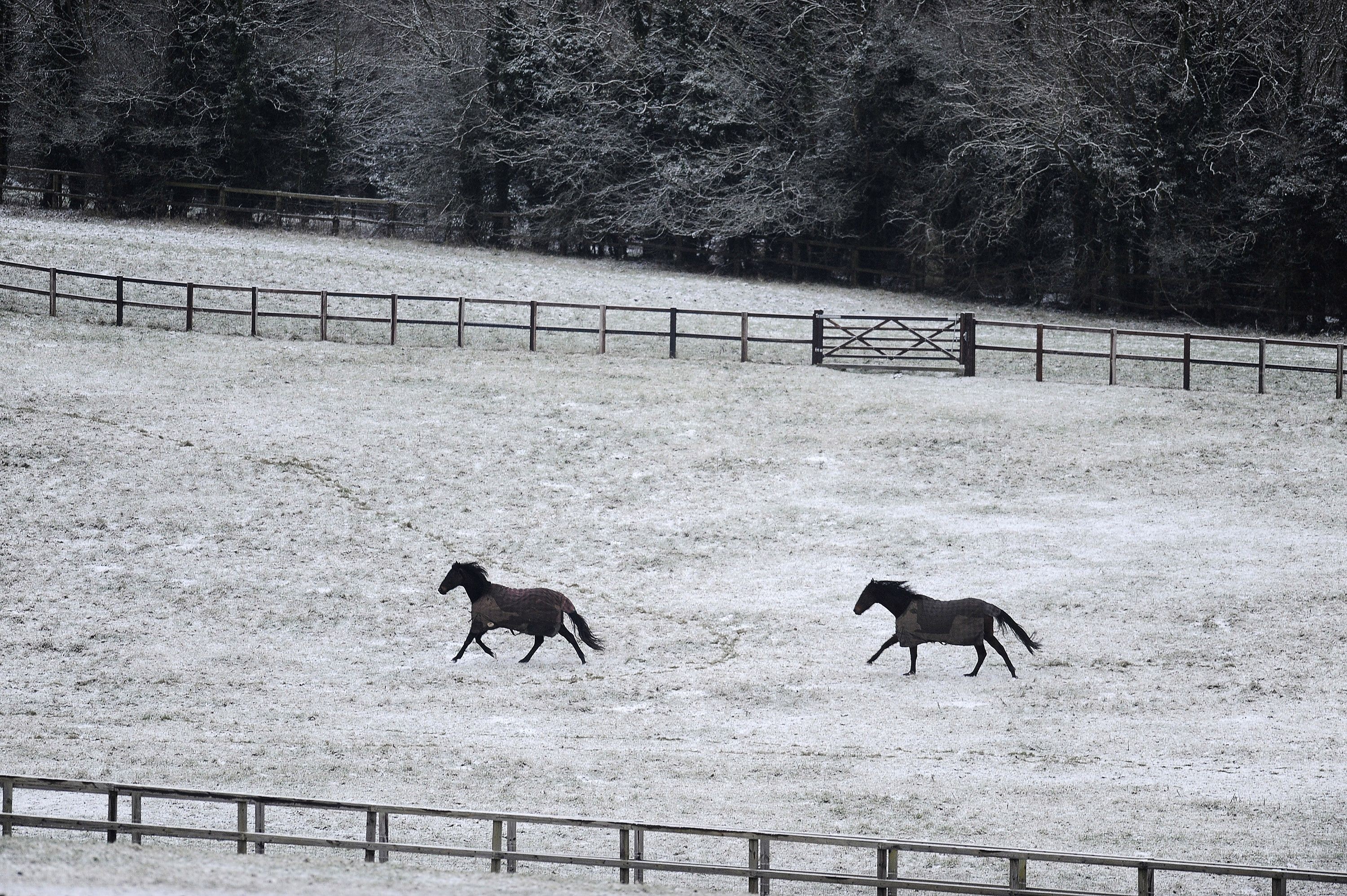 10 Creative & Practical Horse Name Generators to Find the Perfect Equine Name