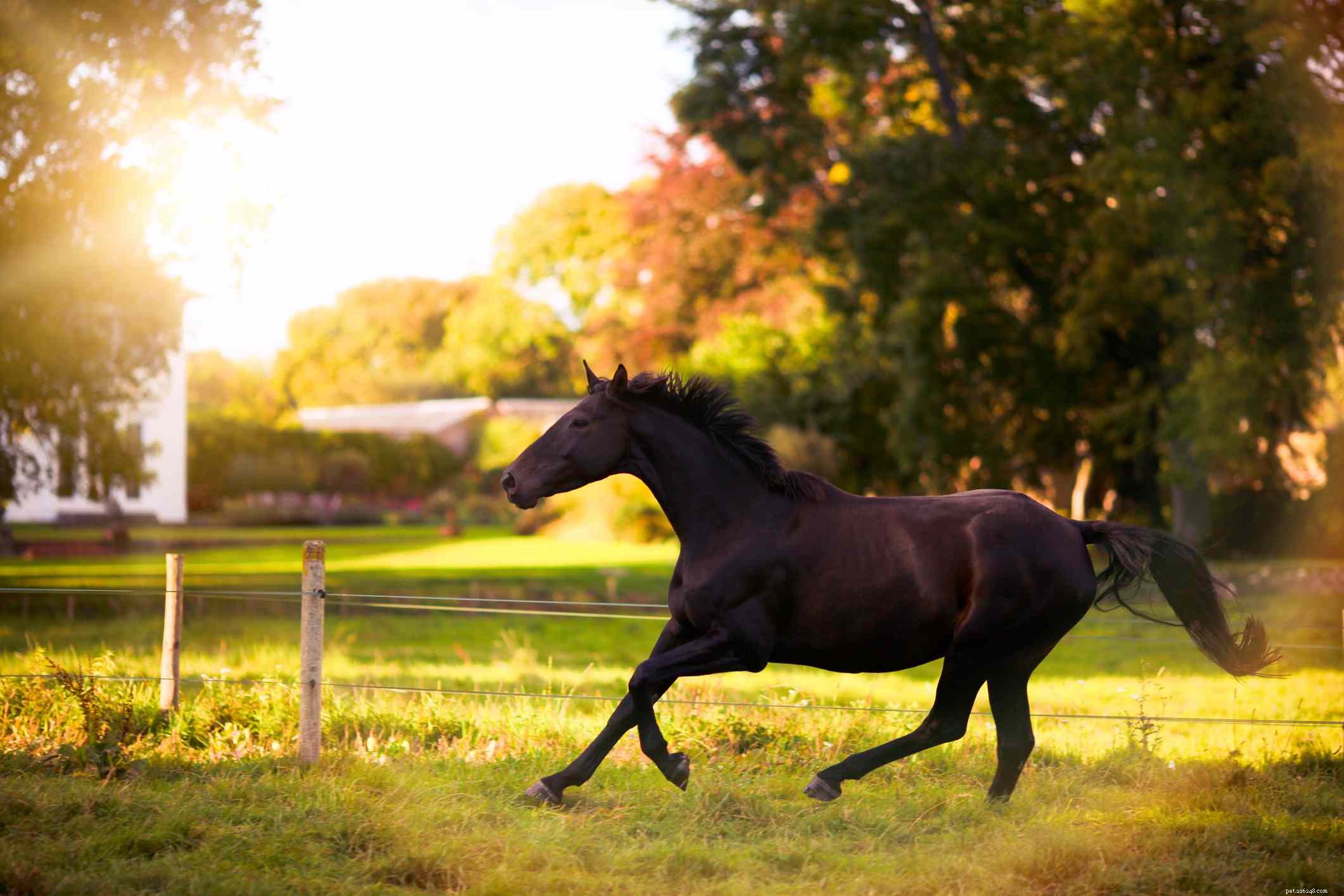 10 Creative & Practical Horse Name Generators to Find the Perfect Equine Name