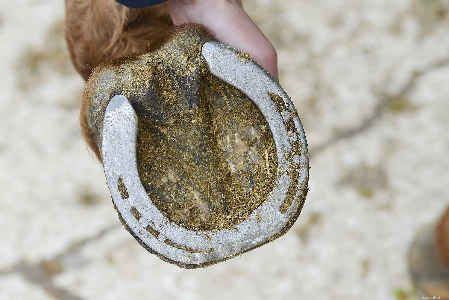 10 Insightful Horse Quotes Explained – Their True Meanings