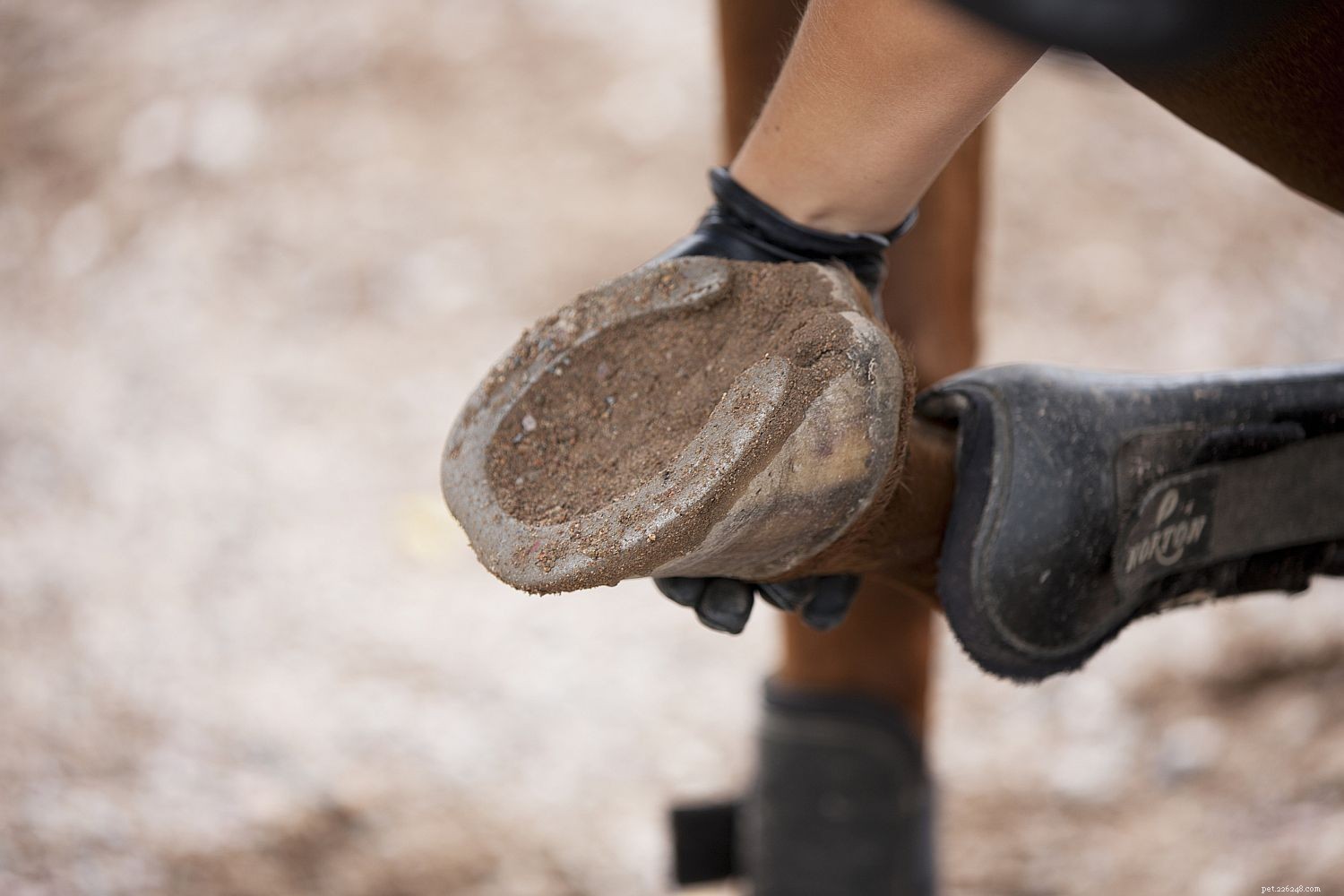 10 Insightful Horse Quotes Explained – Their True Meanings