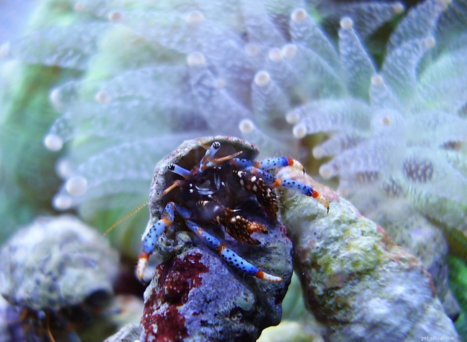 Herbivorous Hermit Crabs: The Ideal Reef Tank Janitors
