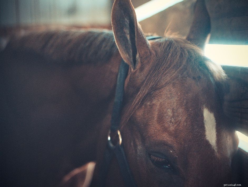 Understanding Moon Blindness in Horses: Causes, Symptoms, and Care