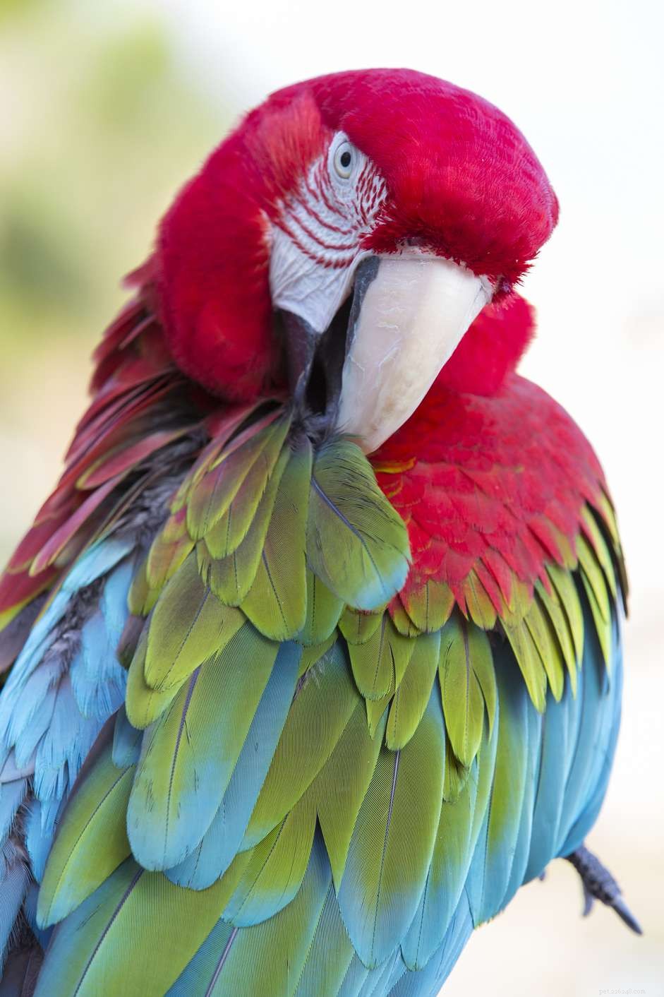 Misting Your Pet Bird: Why It Matters and How to Do It Right