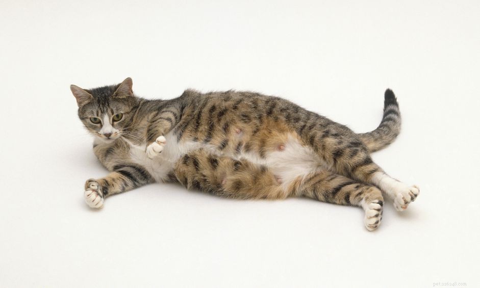 Spaying a Pregnant Cat: What You Need to Know