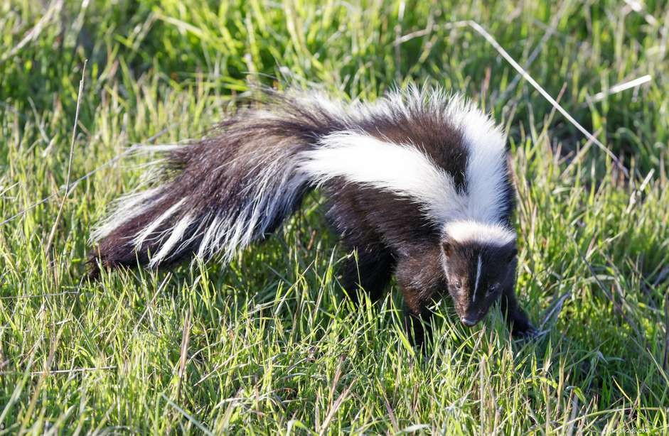 Are Skunks Suitable Pets? A Comprehensive Guide to Ownership