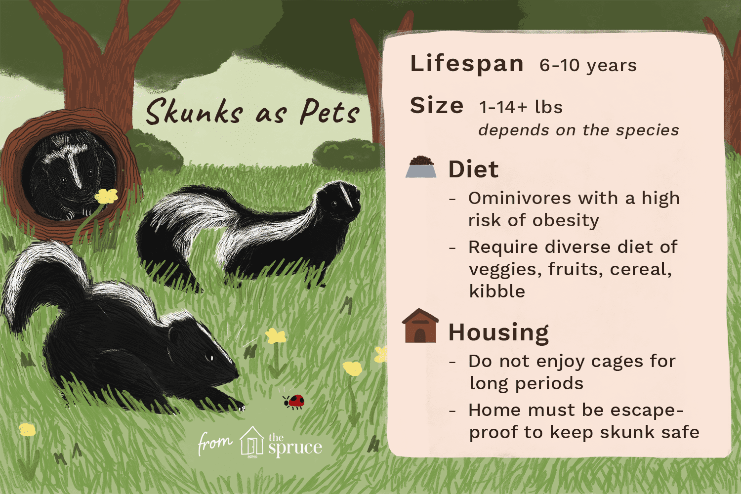 Are Skunks Suitable Pets? A Comprehensive Guide to Ownership
