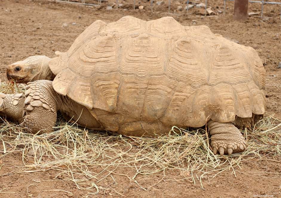 Sulcata Tortoise (African Spurred Tortoise): Comprehensive Care Guide & Species Profile
