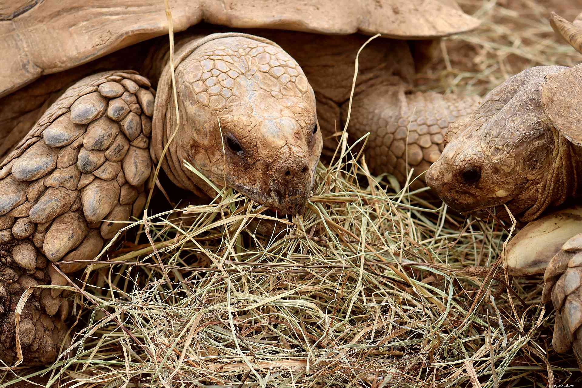 Sulcata Tortoise (African Spurred Tortoise): Comprehensive Care Guide & Species Profile