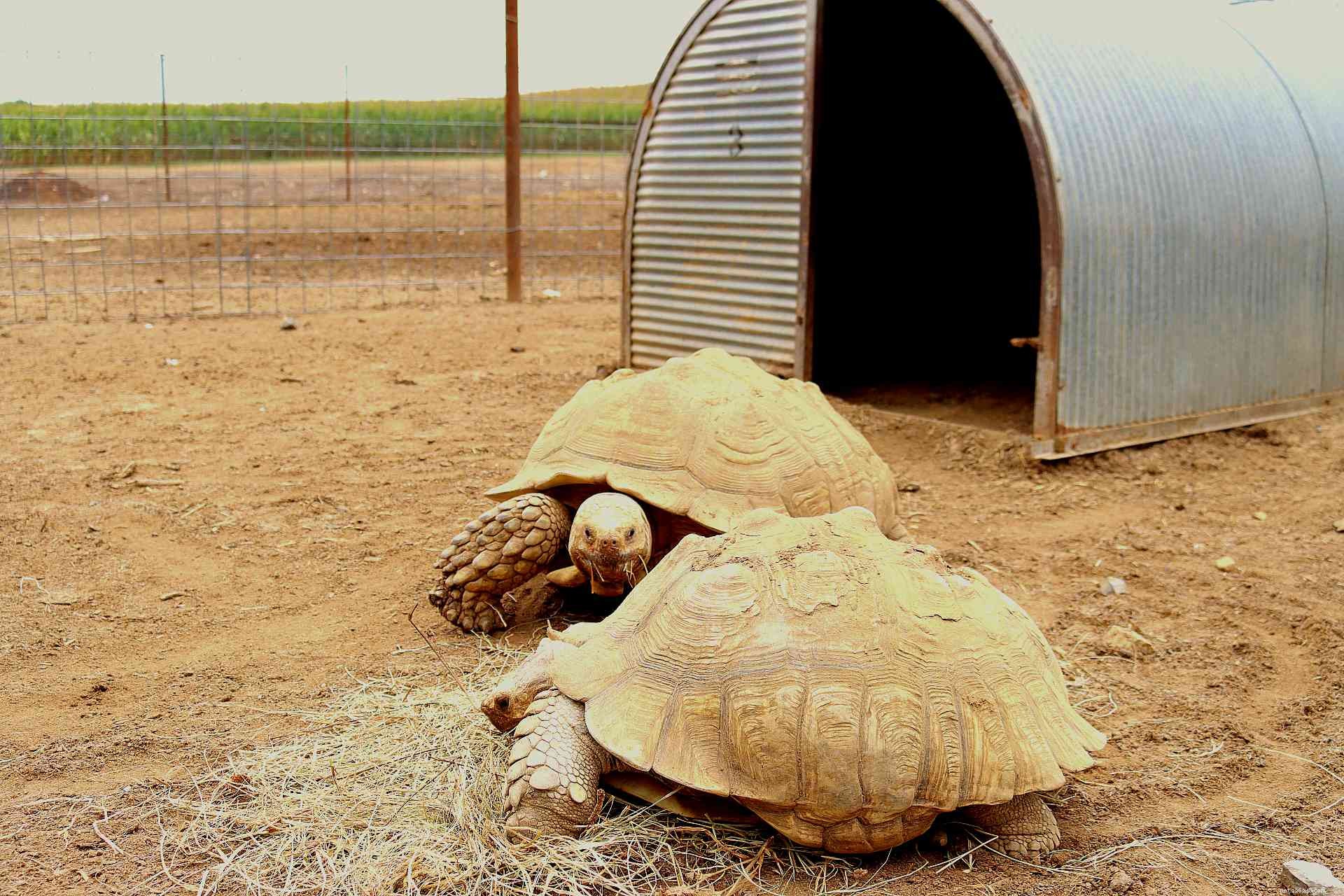 Sulcata Tortoise (African Spurred Tortoise): Comprehensive Care Guide & Species Profile