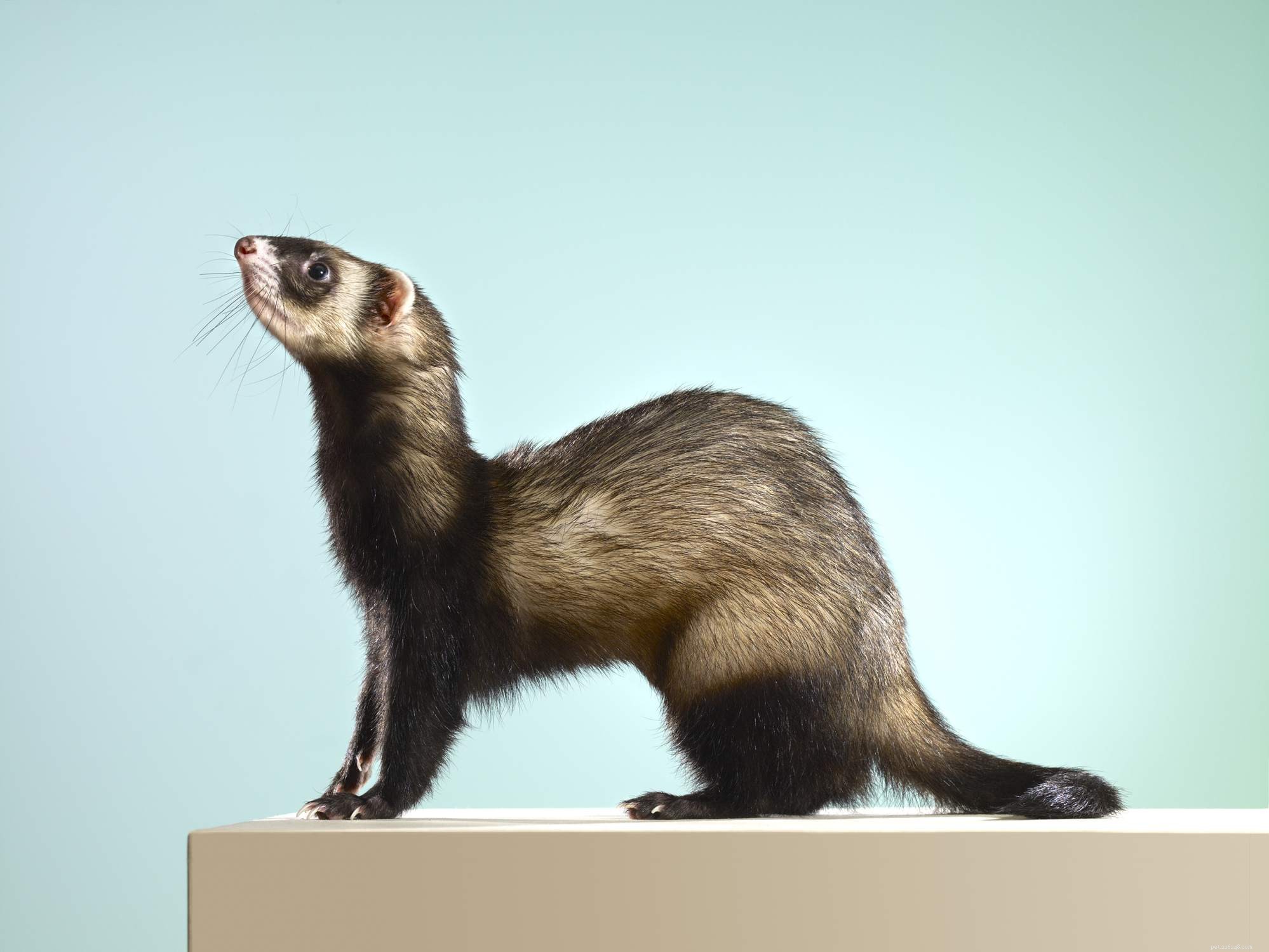 All About Pet Ferrets: One Breed, Many Colors and Sizes