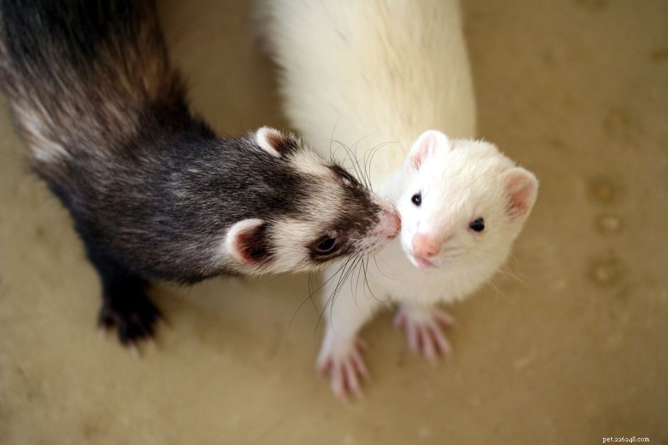 All About Pet Ferrets: One Breed, Many Colors and Sizes