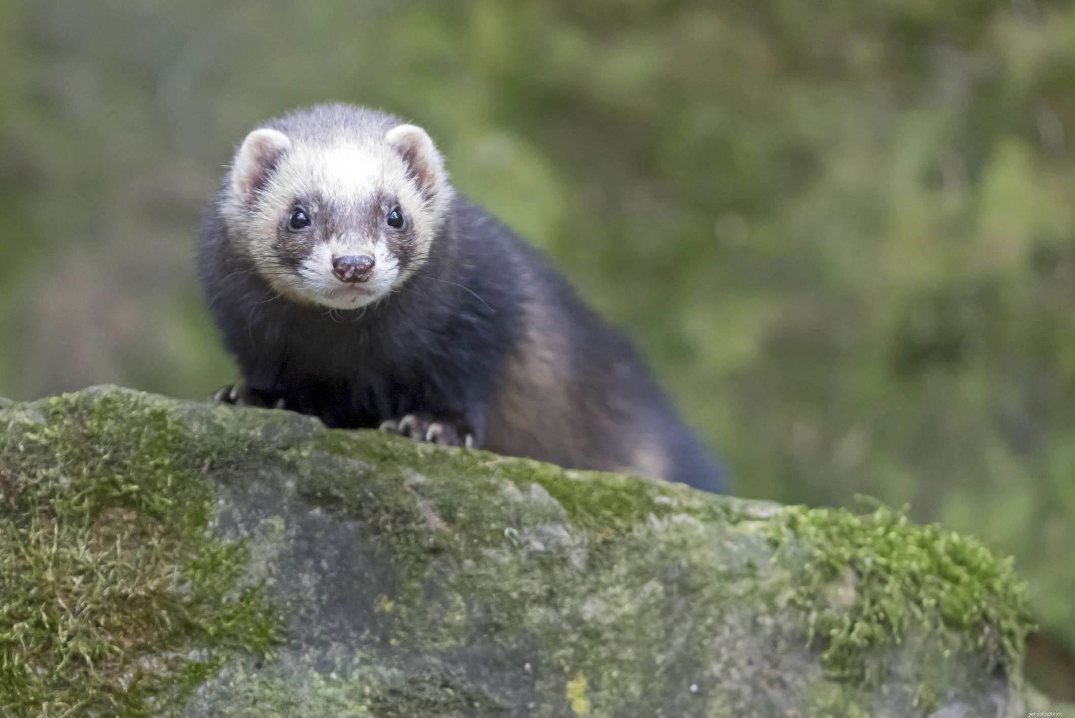 All About Pet Ferrets: One Breed, Many Colors and Sizes