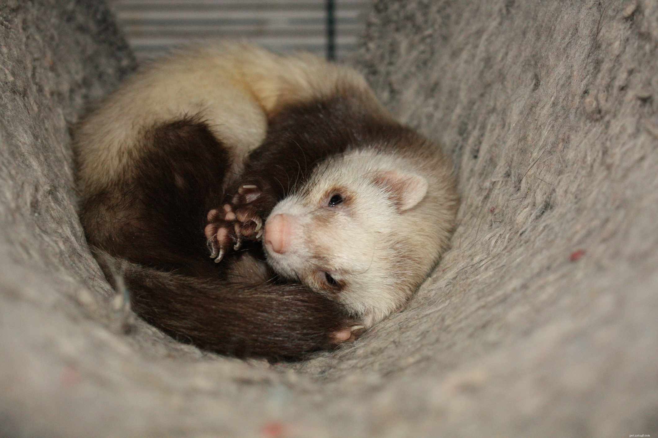 All About Pet Ferrets: One Breed, Many Colors and Sizes