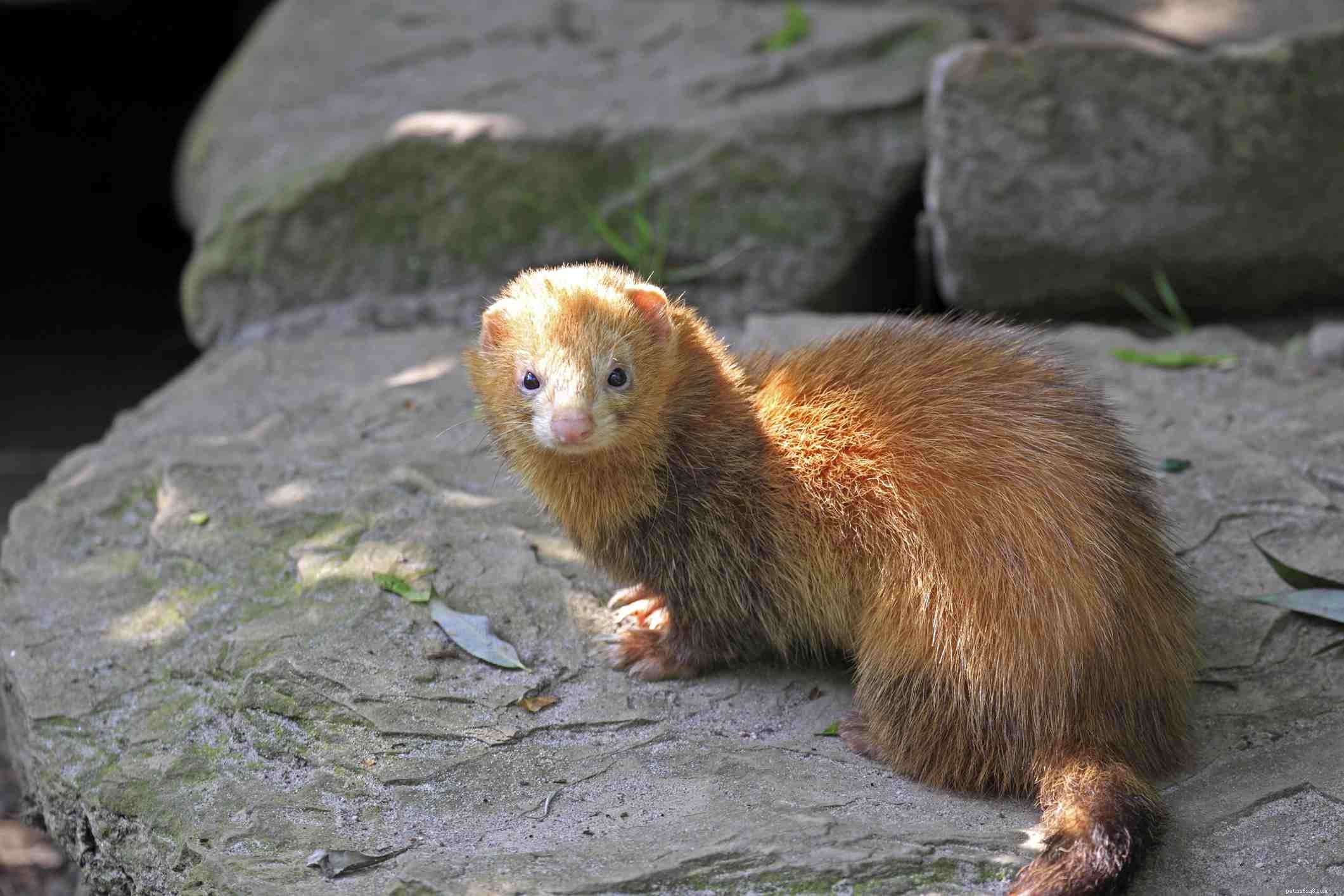 All About Pet Ferrets: One Breed, Many Colors and Sizes