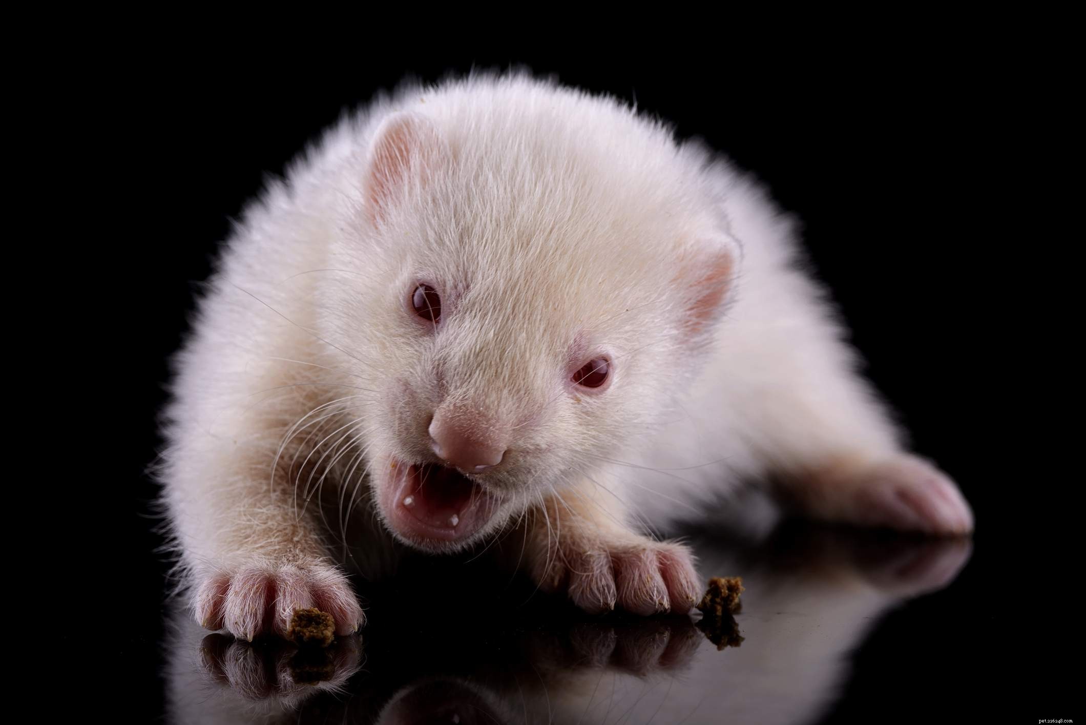 All About Pet Ferrets: One Breed, Many Colors and Sizes