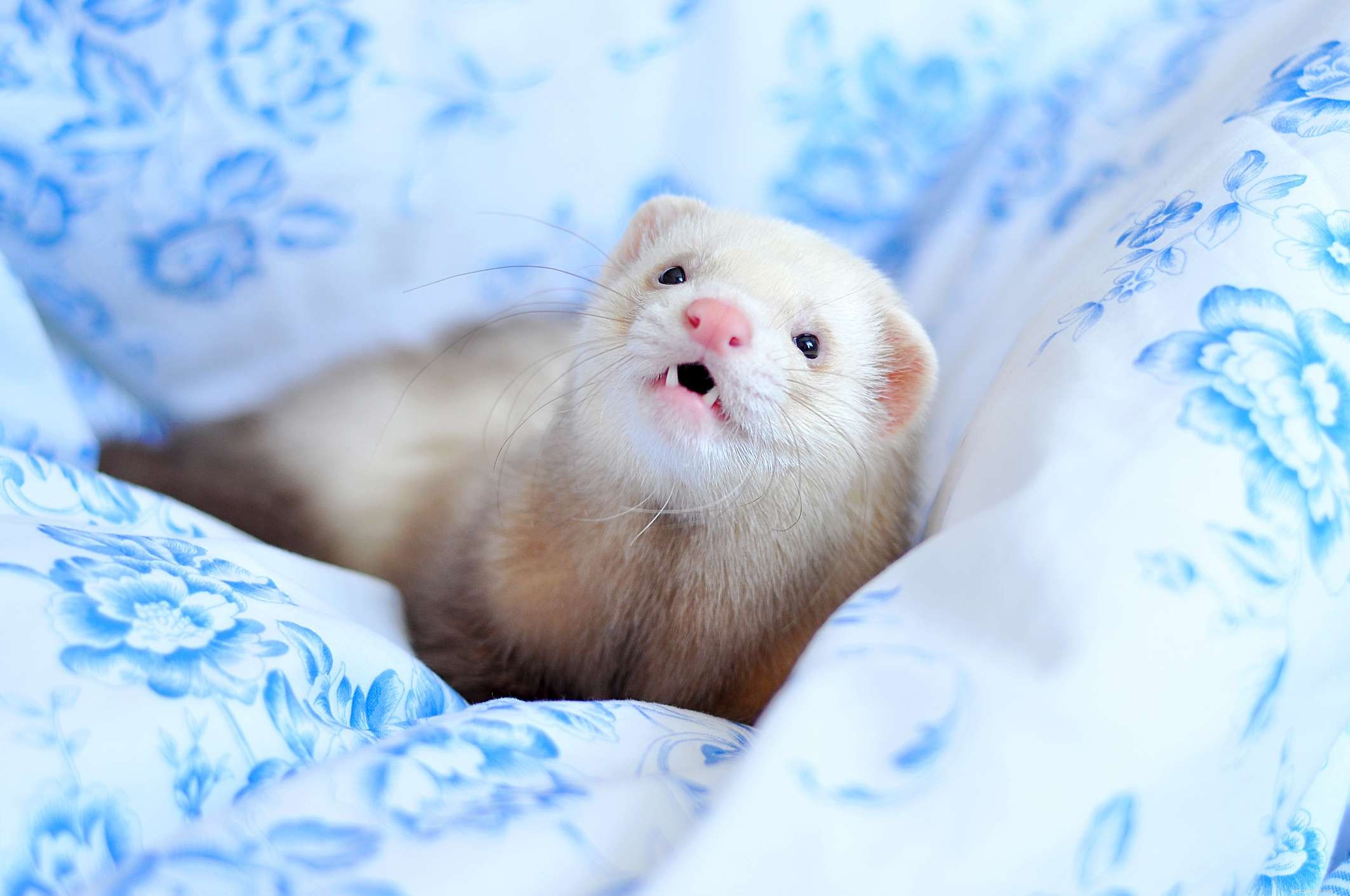 All About Pet Ferrets: One Breed, Many Colors and Sizes