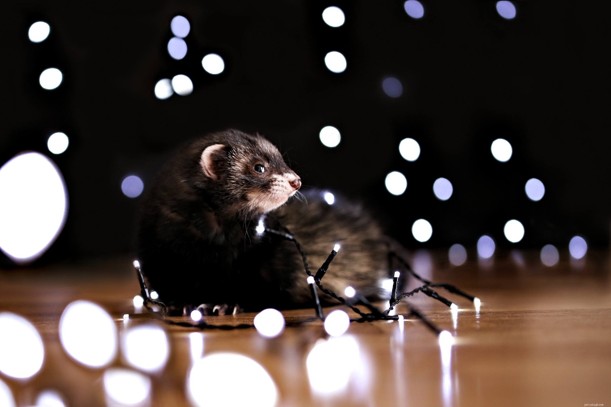 All About Pet Ferrets: One Breed, Many Colors and Sizes