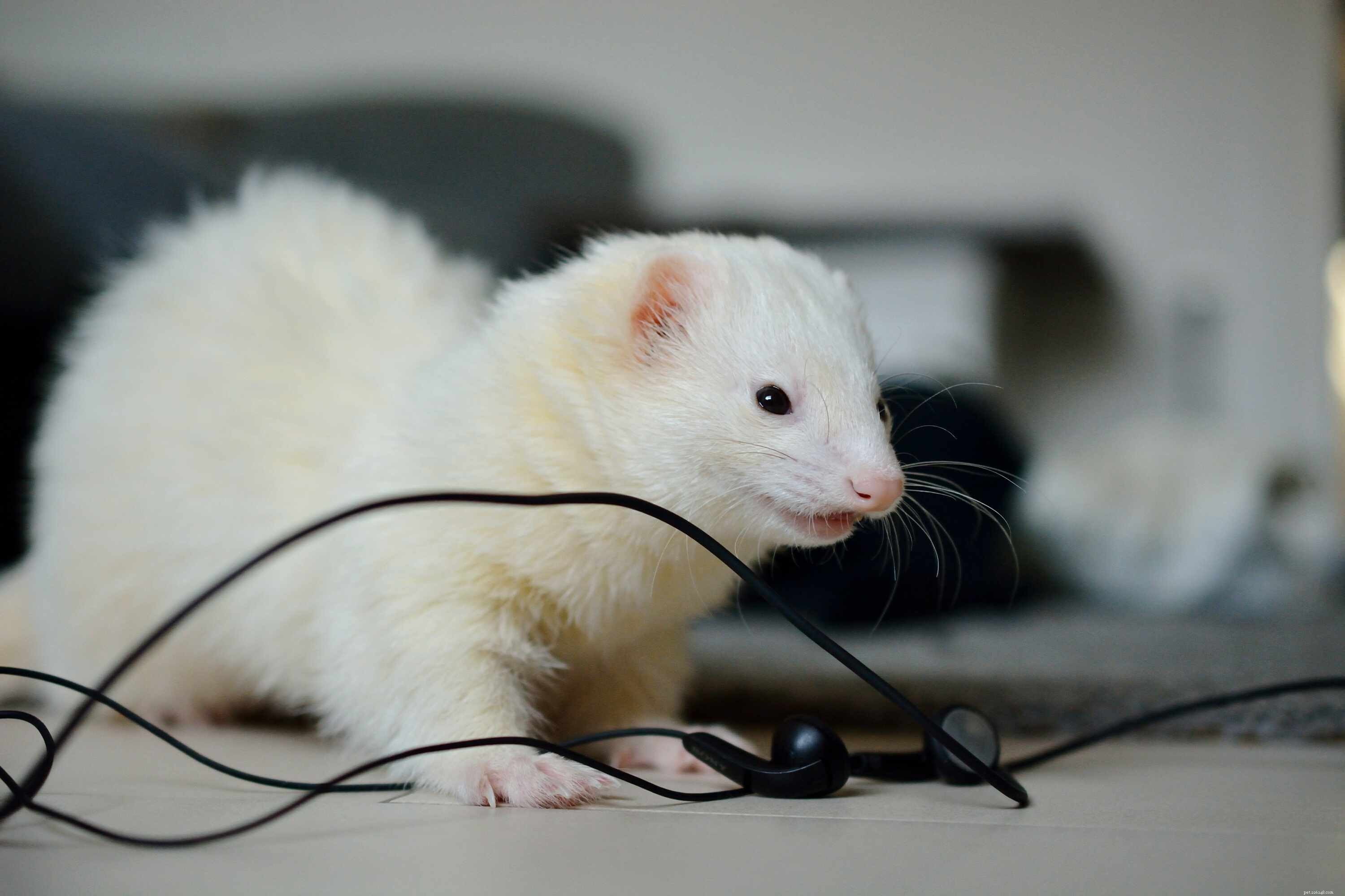 All About Pet Ferrets: One Breed, Many Colors and Sizes