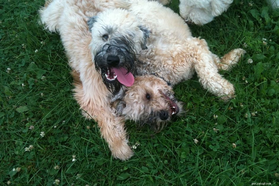 Otterhound Dog Breed: Traits, Care, and Training Guide