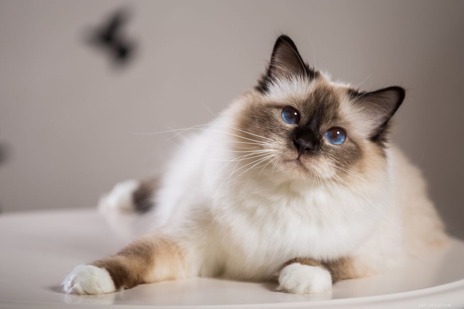 Birman Cat Breed Guide: Features, Traits & Care Tips