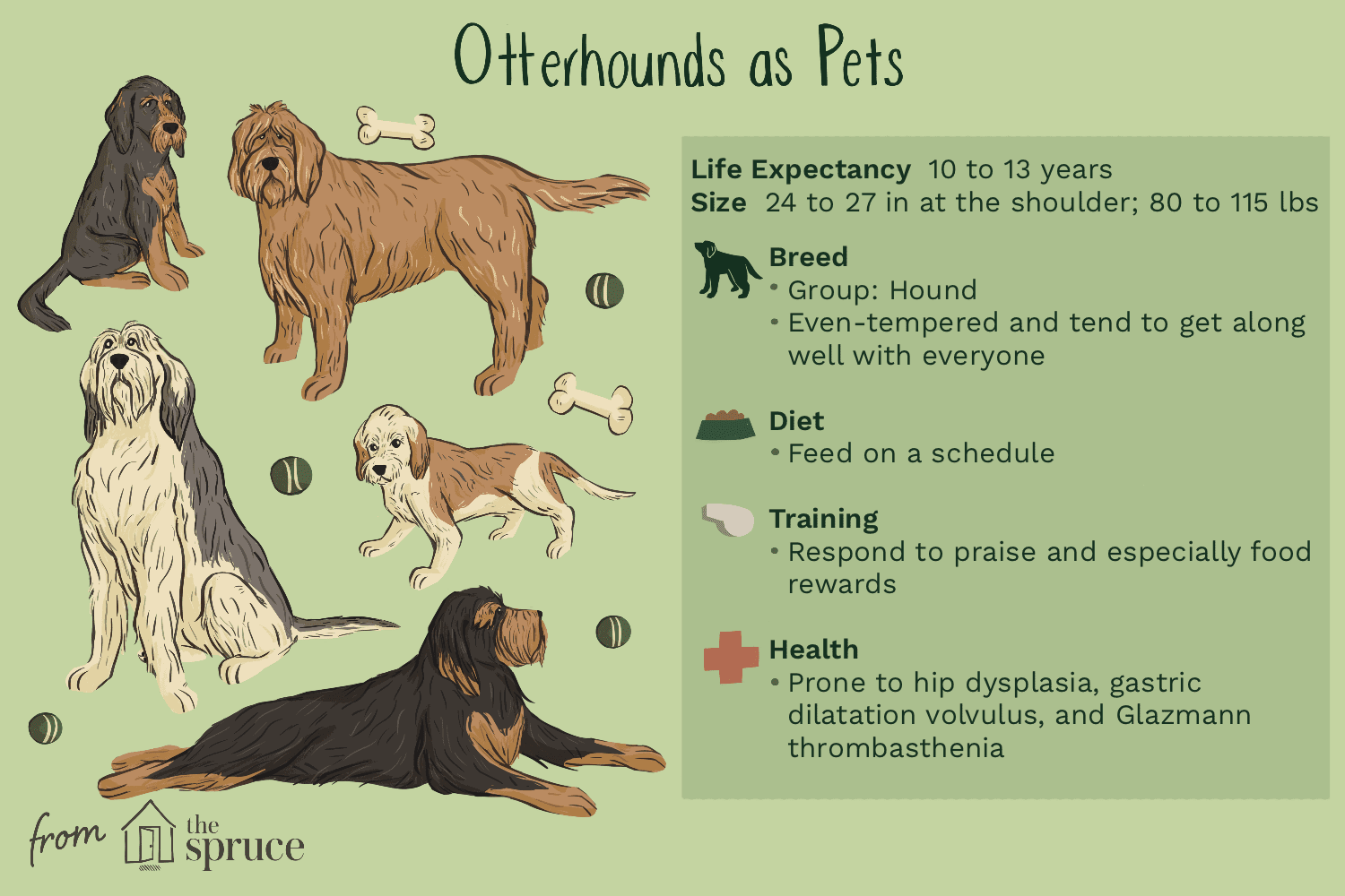 Otterhound Dog Breed: Traits, Care, and Training Guide