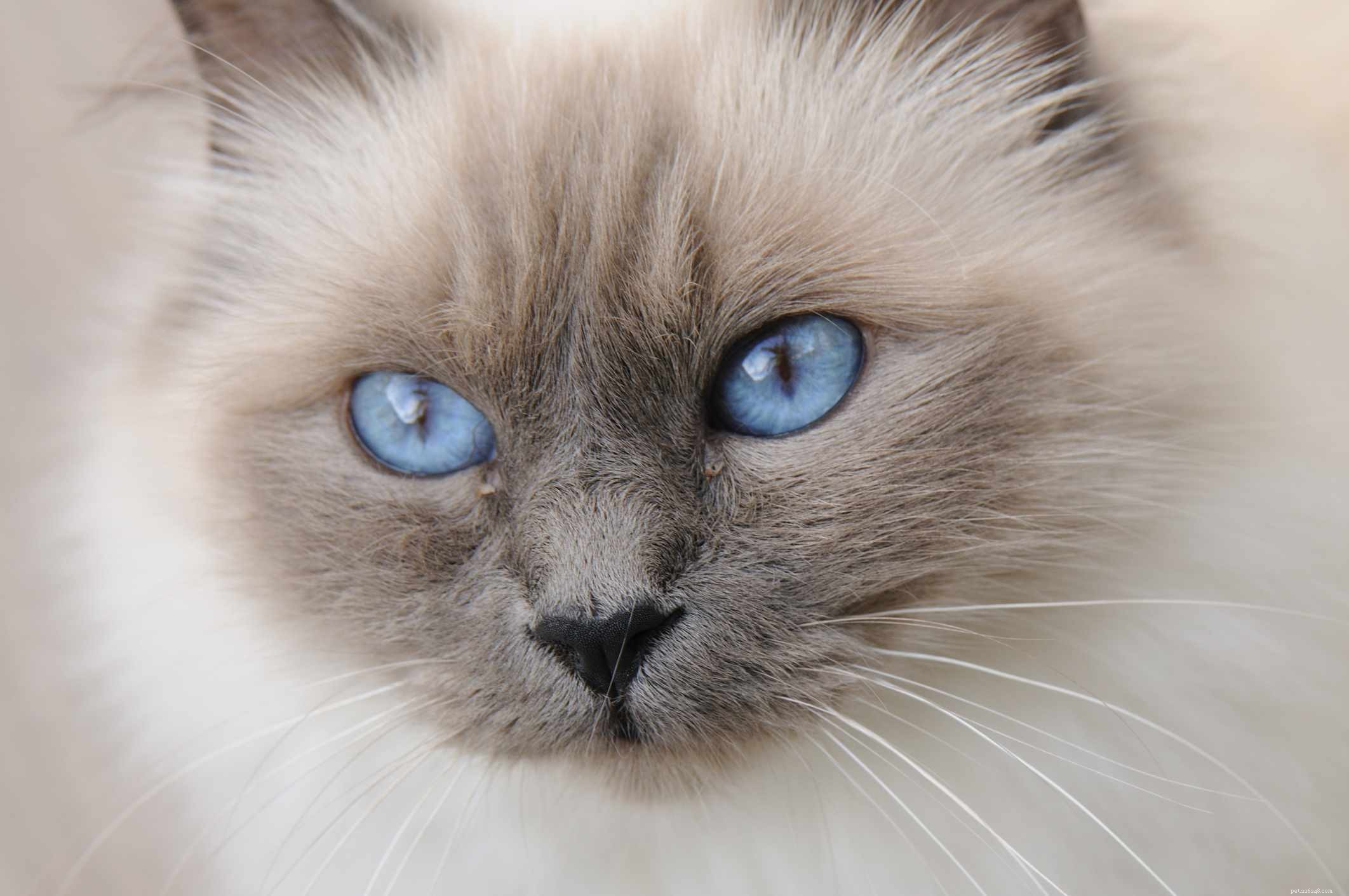 Birman Cat Breed Guide: Features, Traits & Care Tips