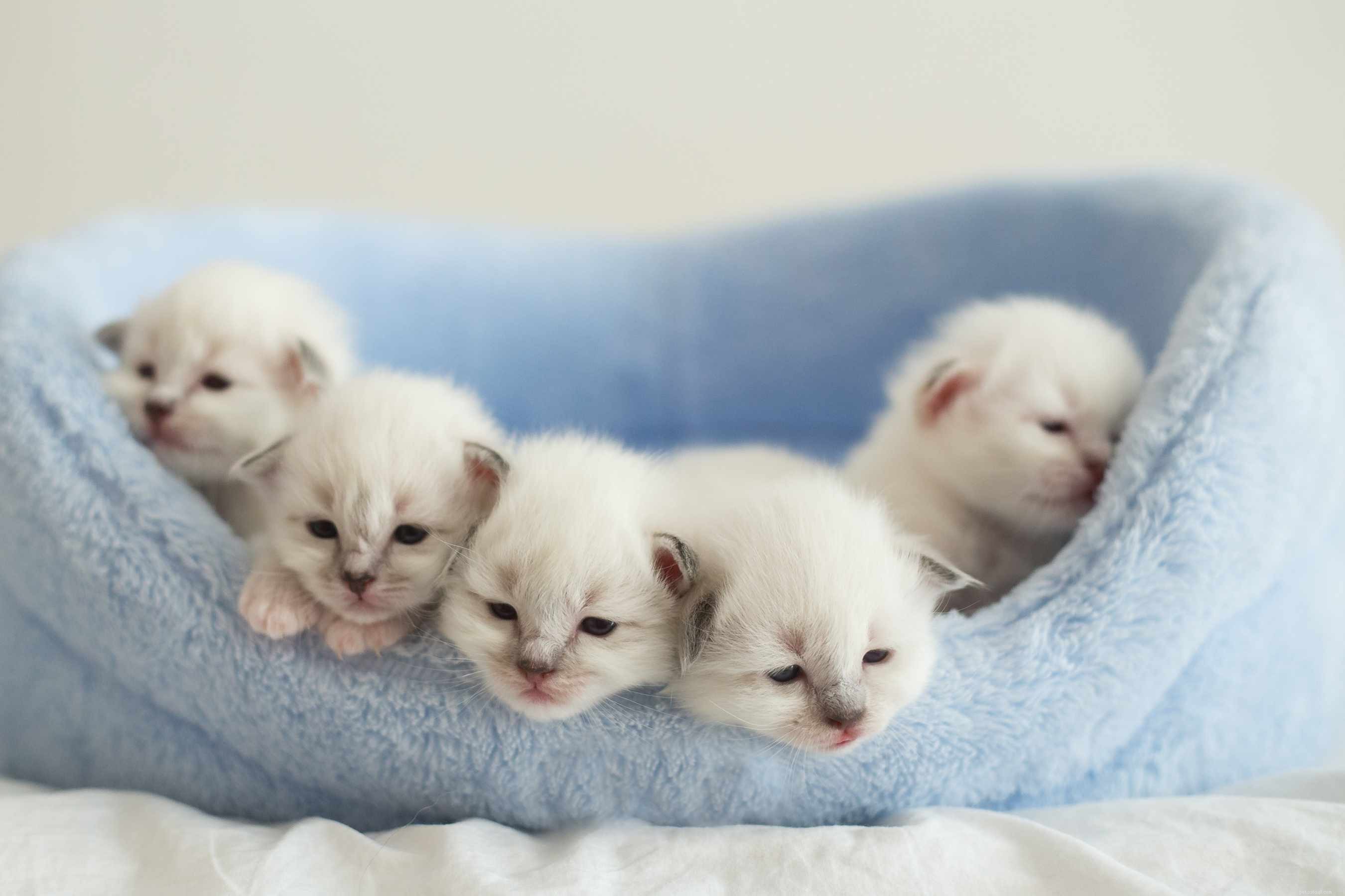 Birman Cat Breed Guide: Features, Traits & Care Tips
