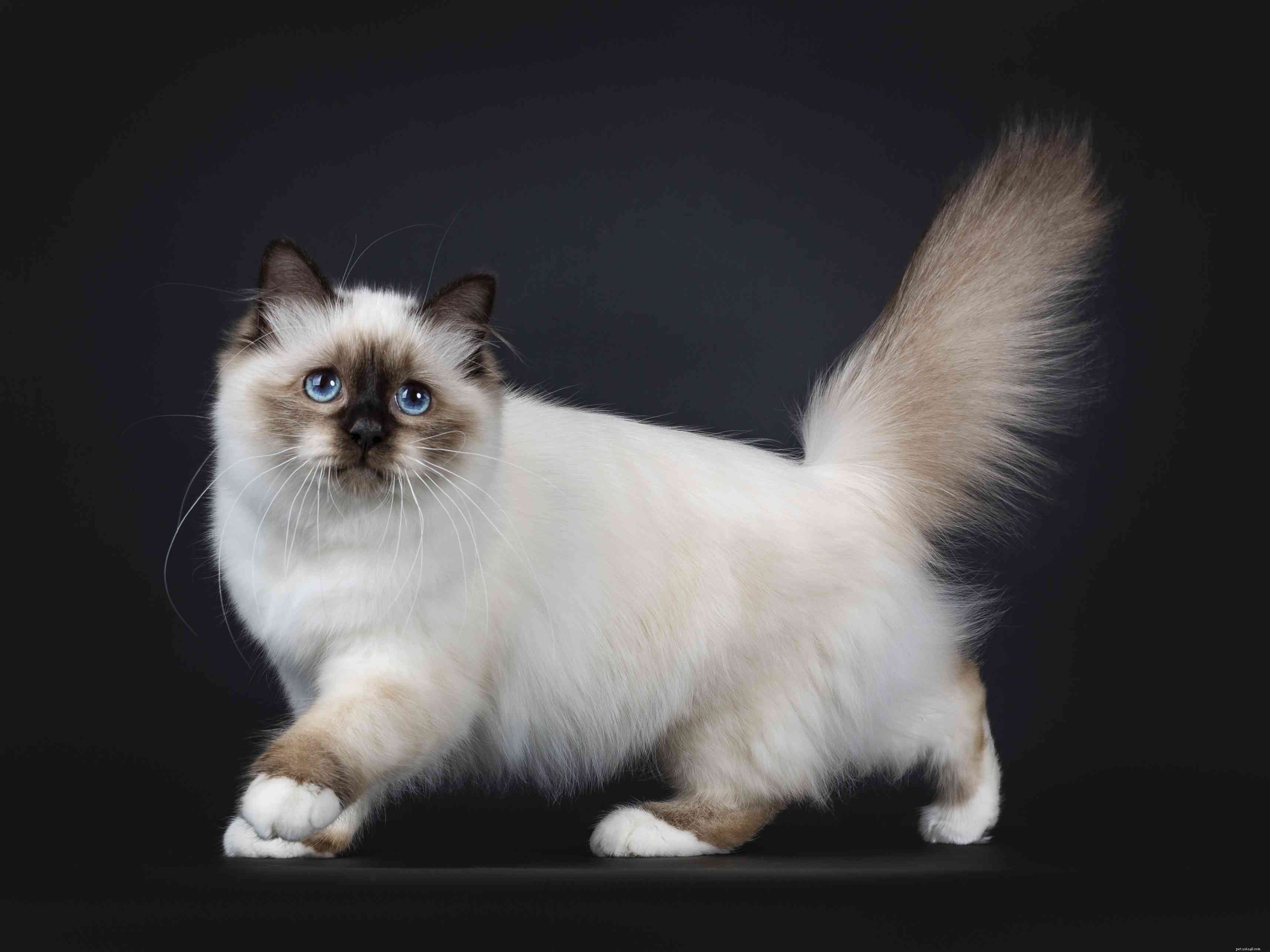 Birman Cat Breed Guide: Features, Traits & Care Tips