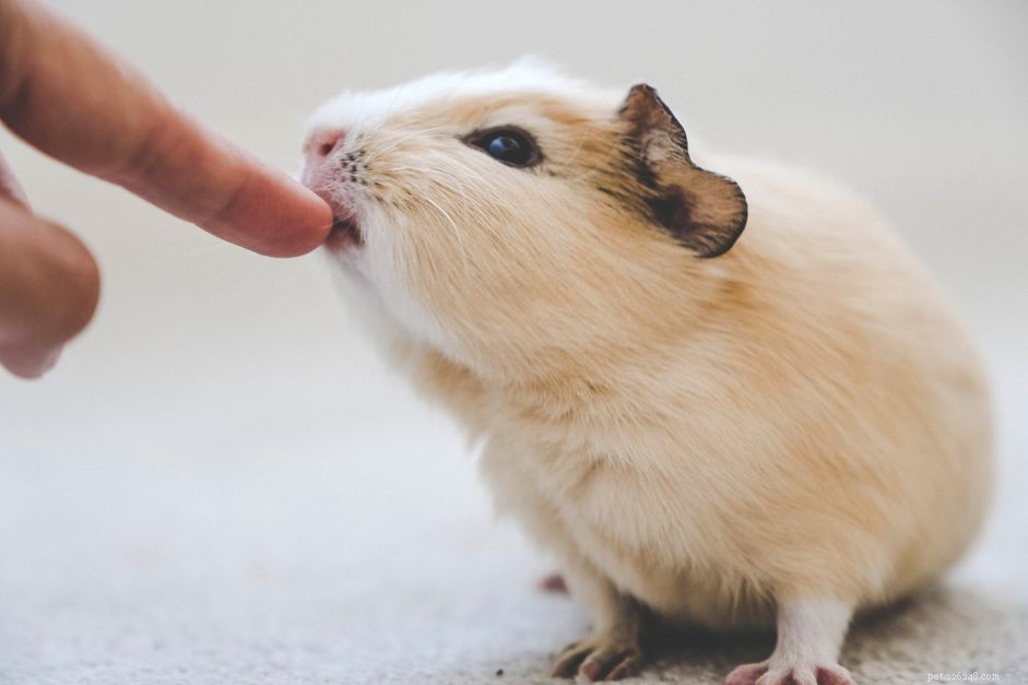 Understanding Guinea Pig Bites: Causes & How to Prevent Them