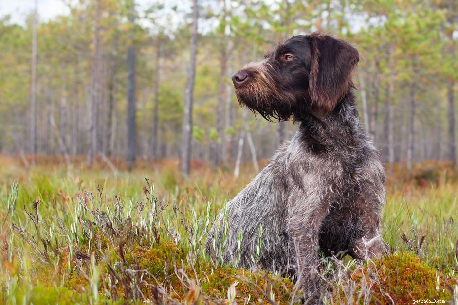 German Wirehaired Pointer: Traits, Training, and Care Guide